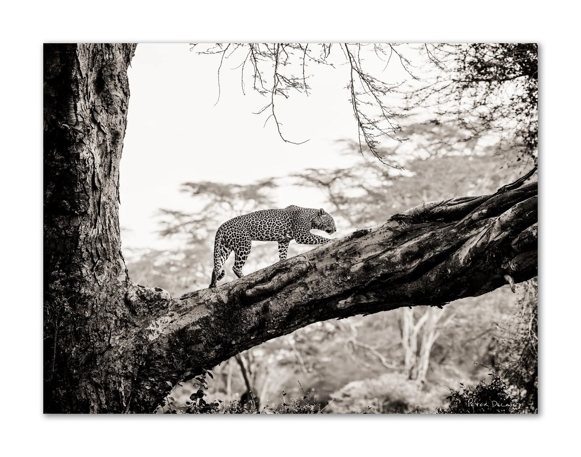 A black and white photo of a leopard walking along a large tree branch in a forest.