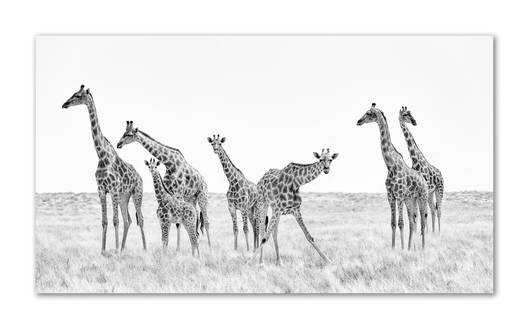 Giraffe lifting head and staring at camera on Etosha pan — black and white African wildlife acrylic print by Peter Delaney