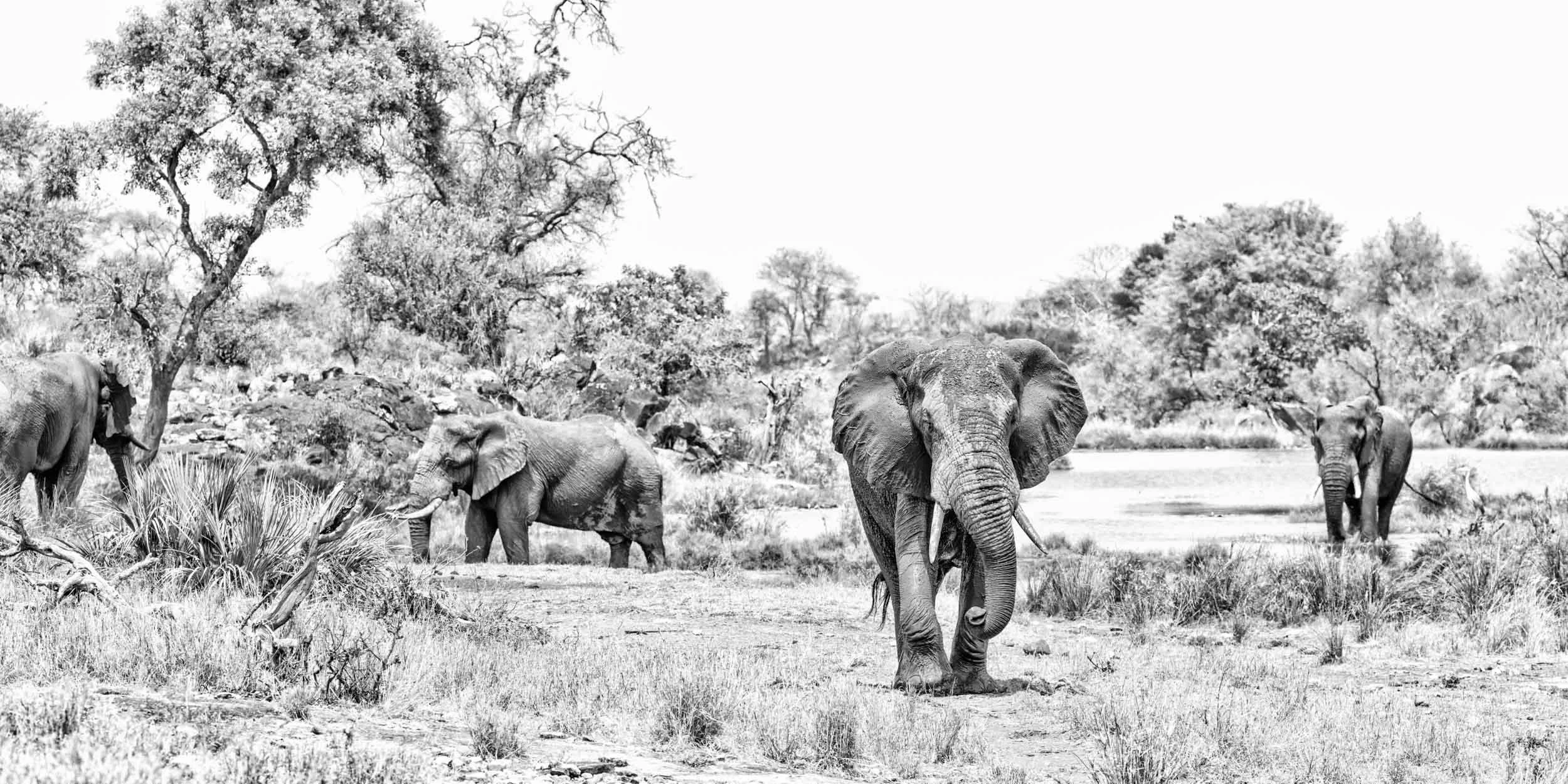 A group of elephants walking on the grass in a forested area with trees and bushes.