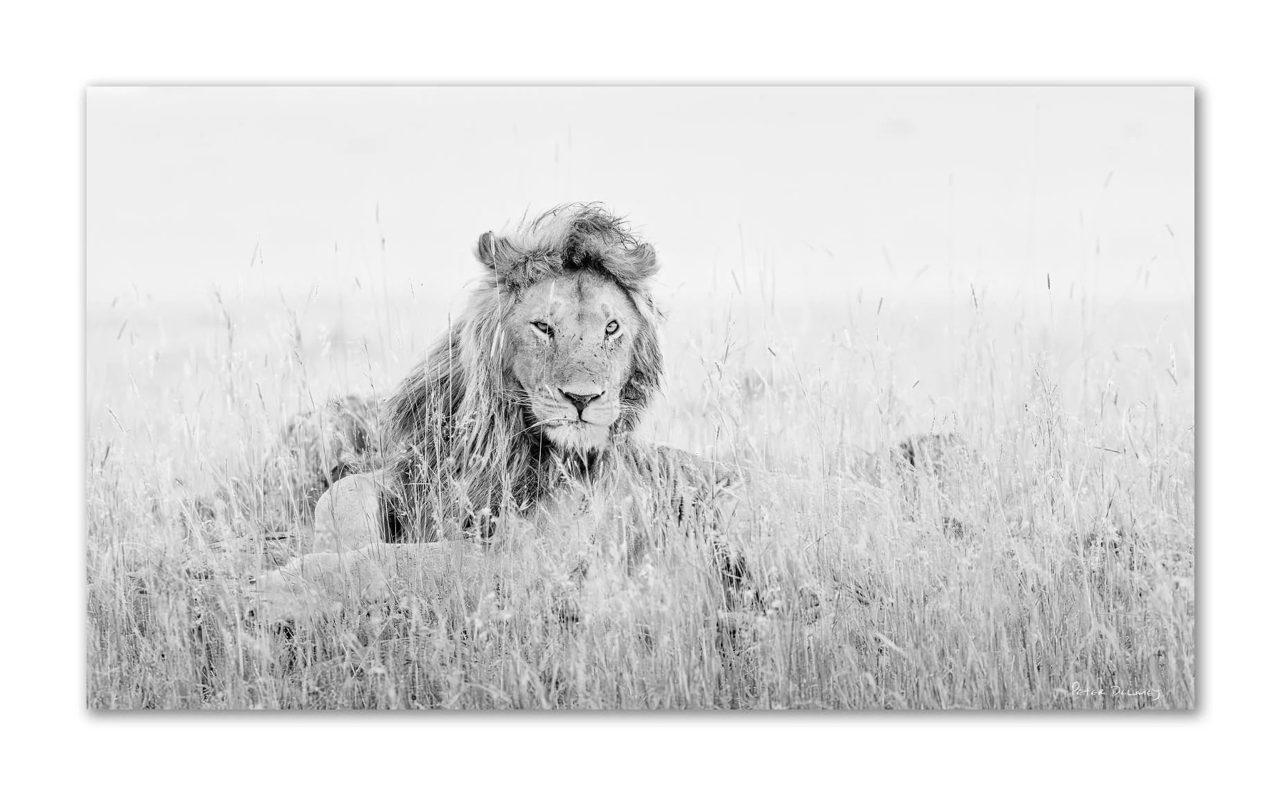 Black and white photograph of a lion lying in tall grass with a calm expression, facing forward.