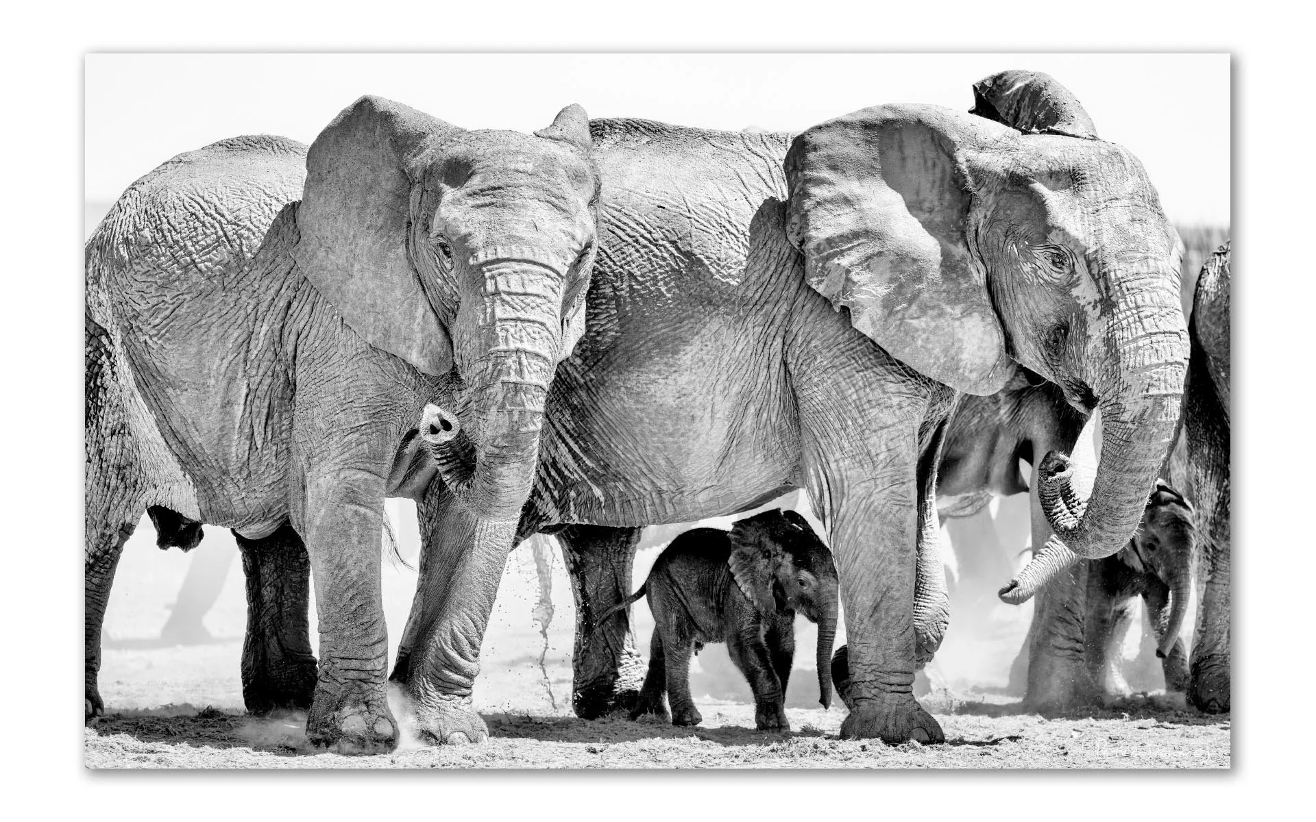 Elephants Taking Shelter 1610 Crop.jpg
