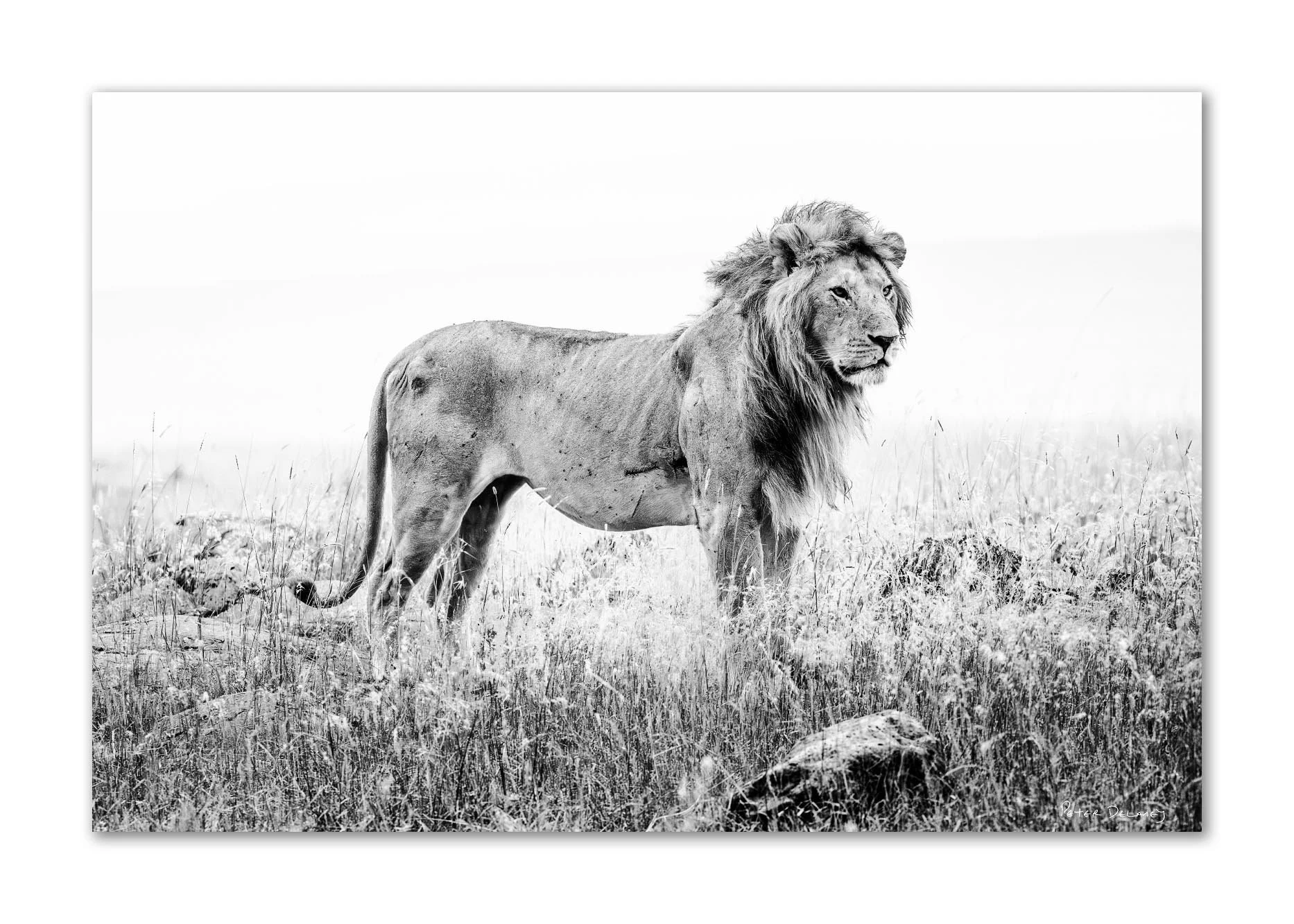 A black and white photo of a lion standing in a grassy plain.
