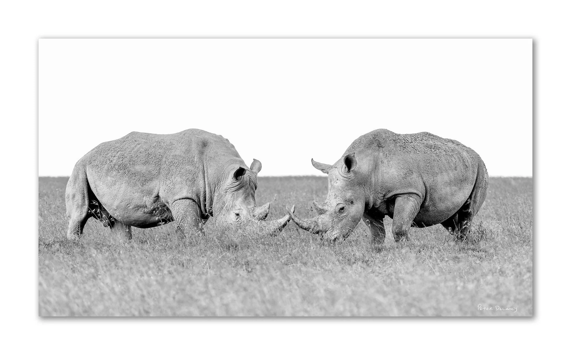 Two rhinoceroses in a field touching horns