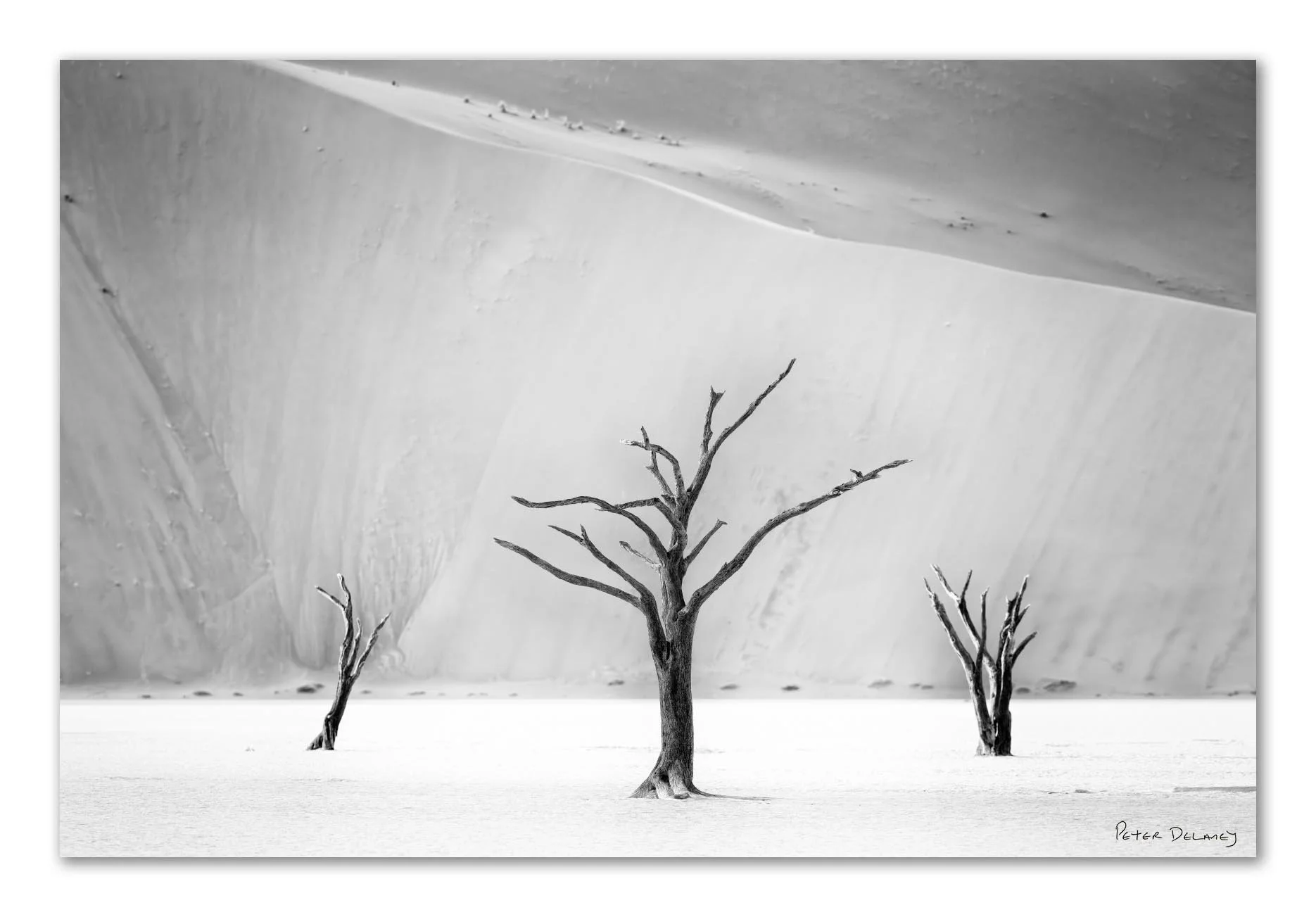 Black and white photograph of three leafless trees in a desert landscape with large sand dunes in the background.