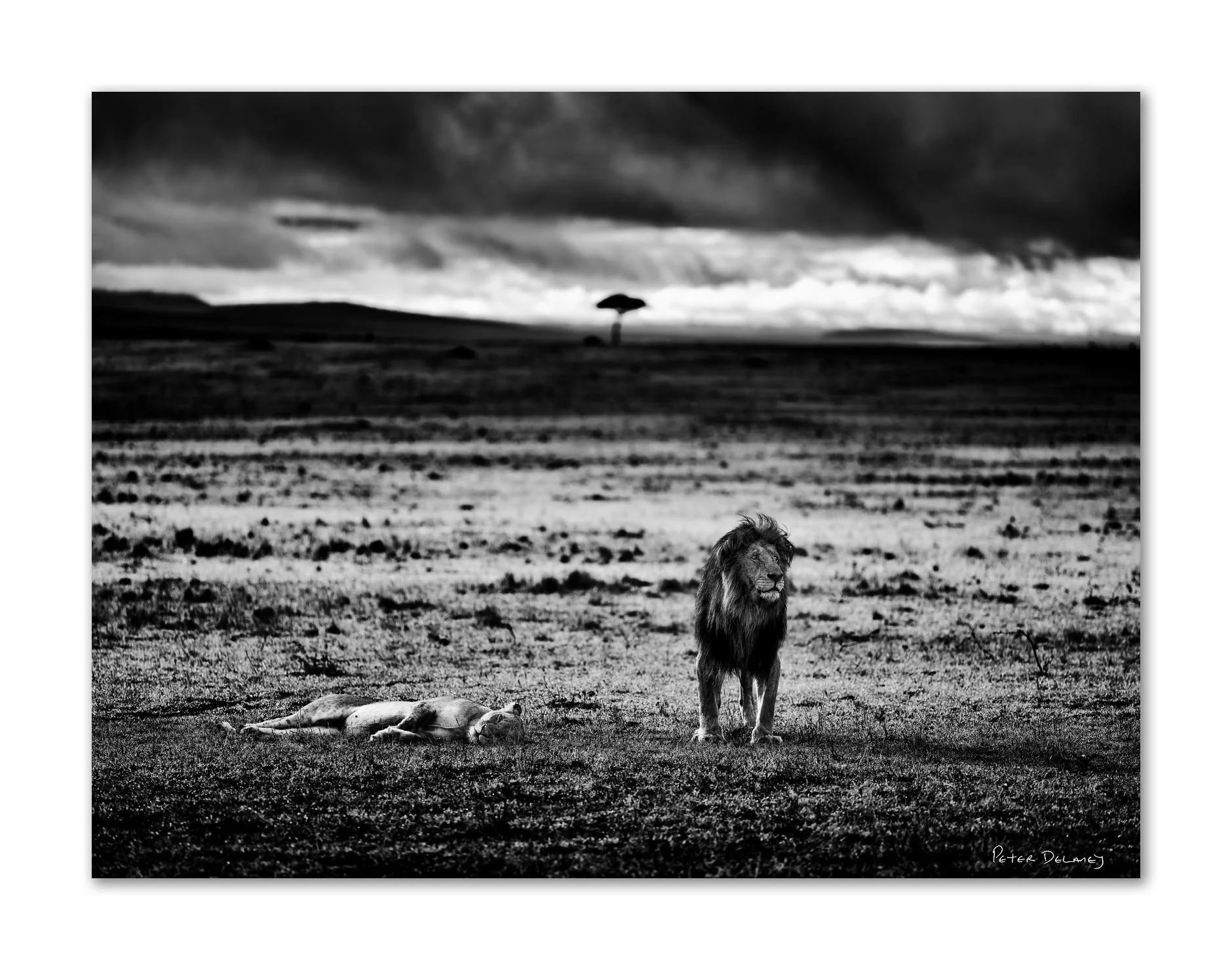 Black and white photograph of a lion standing over a dead animal in a vast, empty landscape with a dramatic cloudy sky.