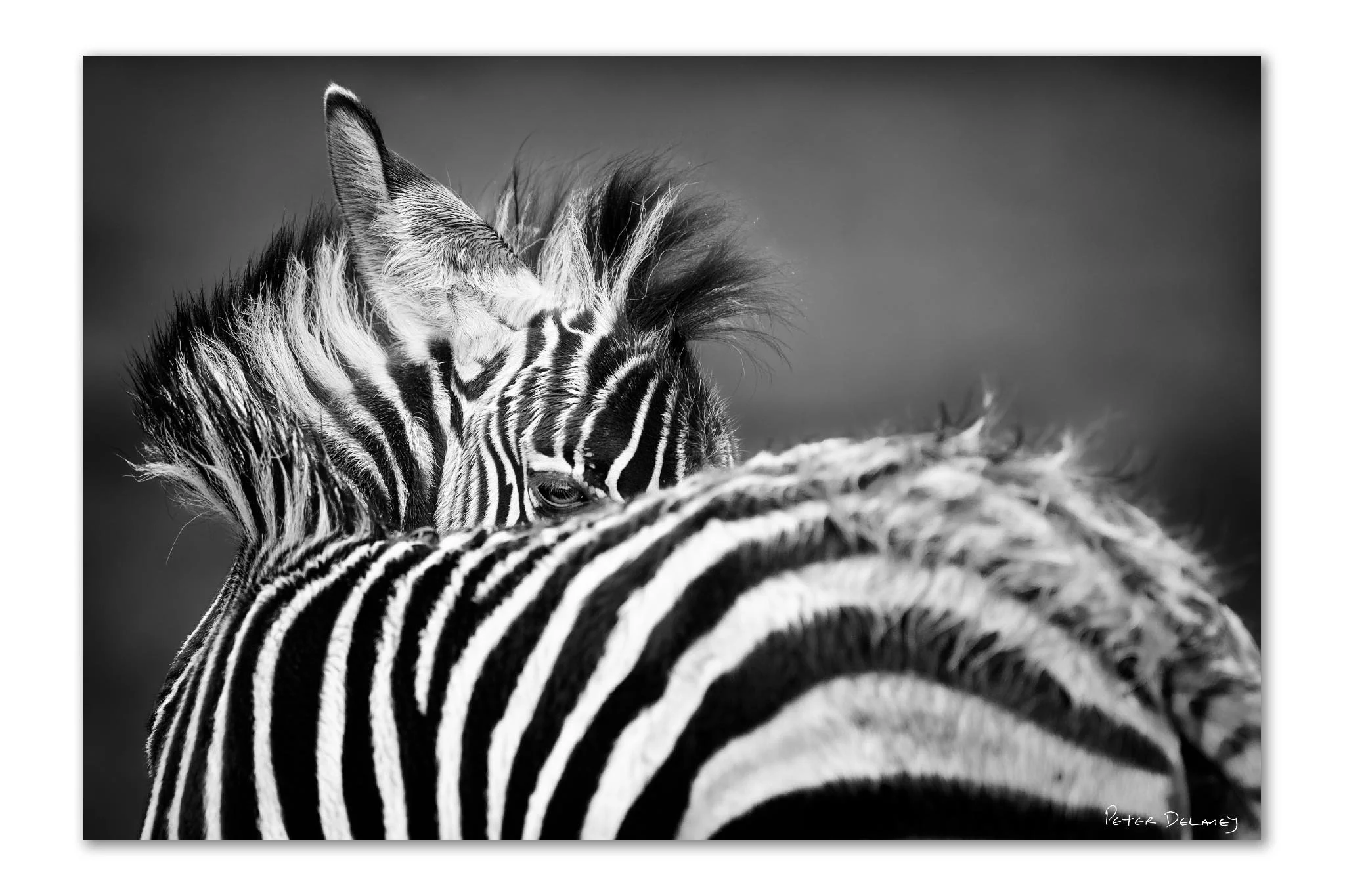 Black and white fine art zebra foal portrait The Gaze, zebra foal in rain looking over shoulder, African wildlife photography — fine art prints Peter Delaney
