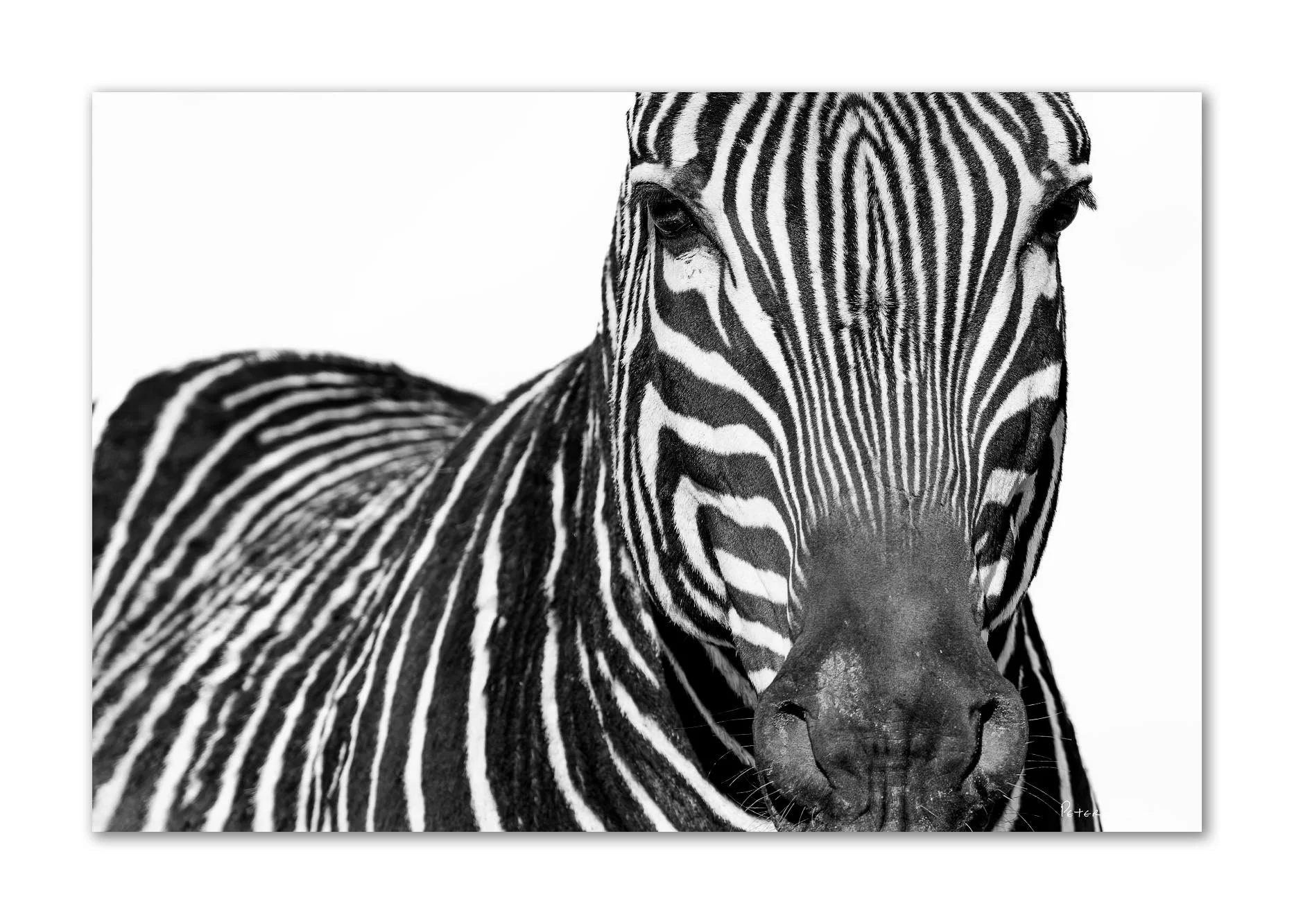 Close-up black and white zebra portrait, sharp eye and lashes in focus, stripes fading softly into the background.