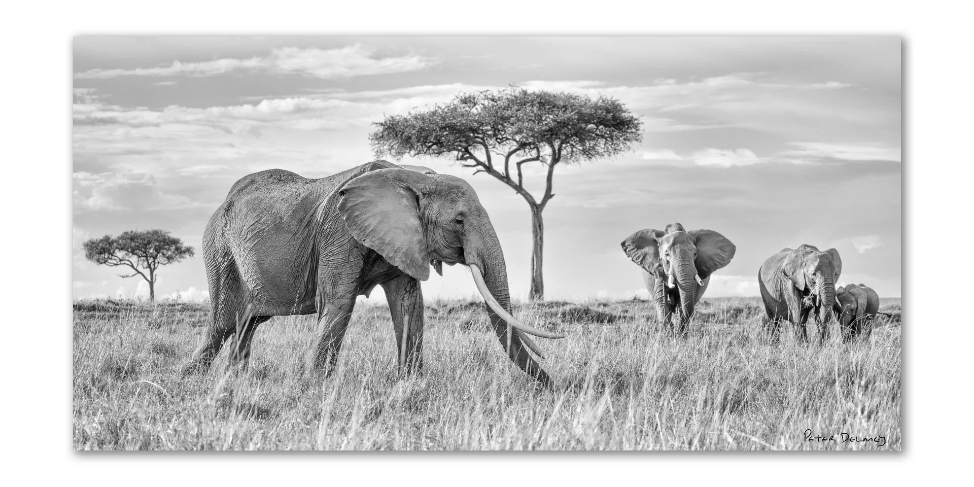 Matriarch and Family August 2025 2-1 crop.jpg
