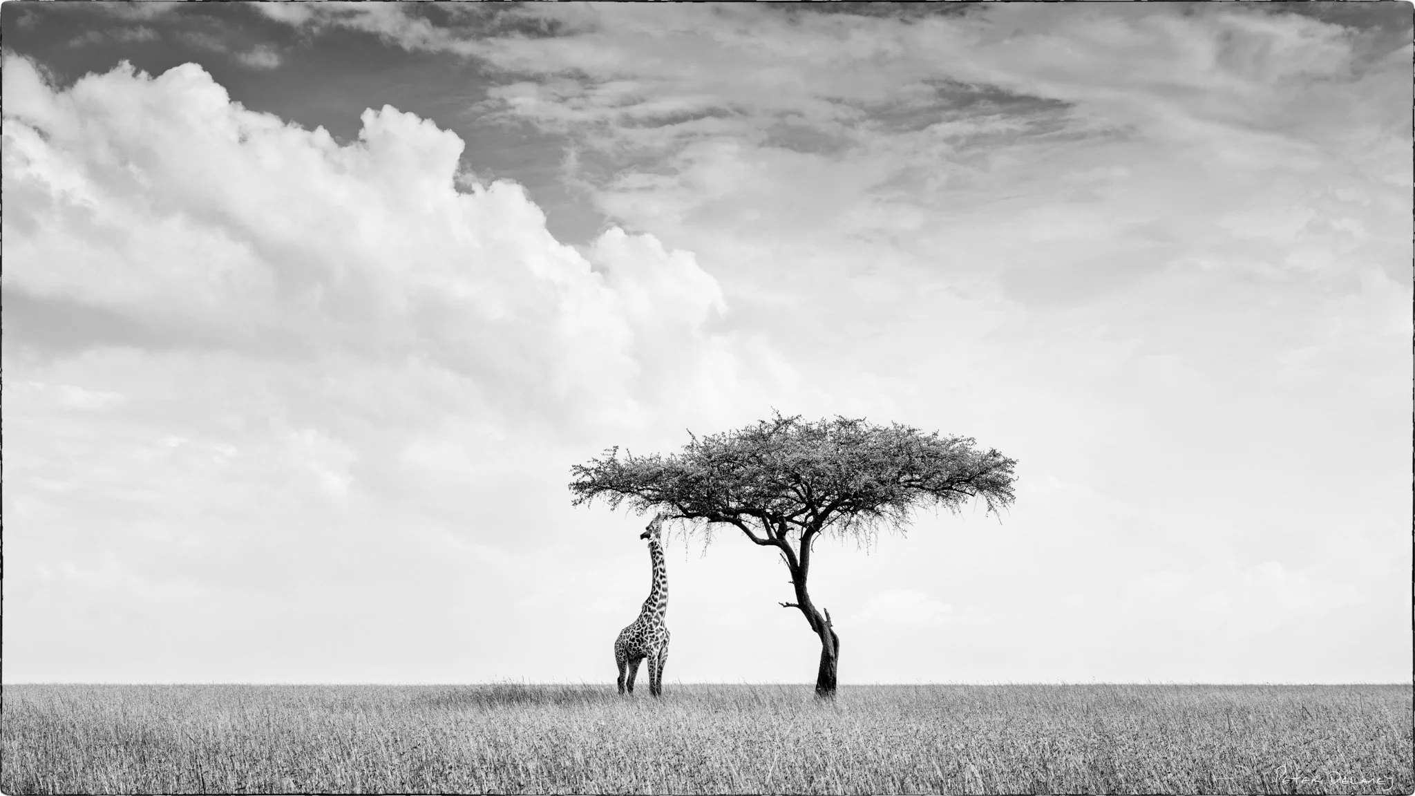A stuuning black and white print of giraffe eating from tree
