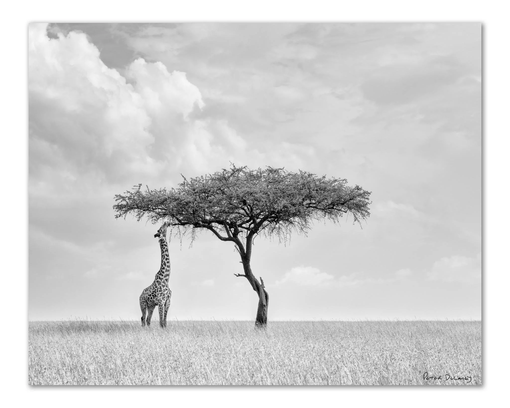 Camelopard | Closer Look | Mara Giraffe | Acrylic Print