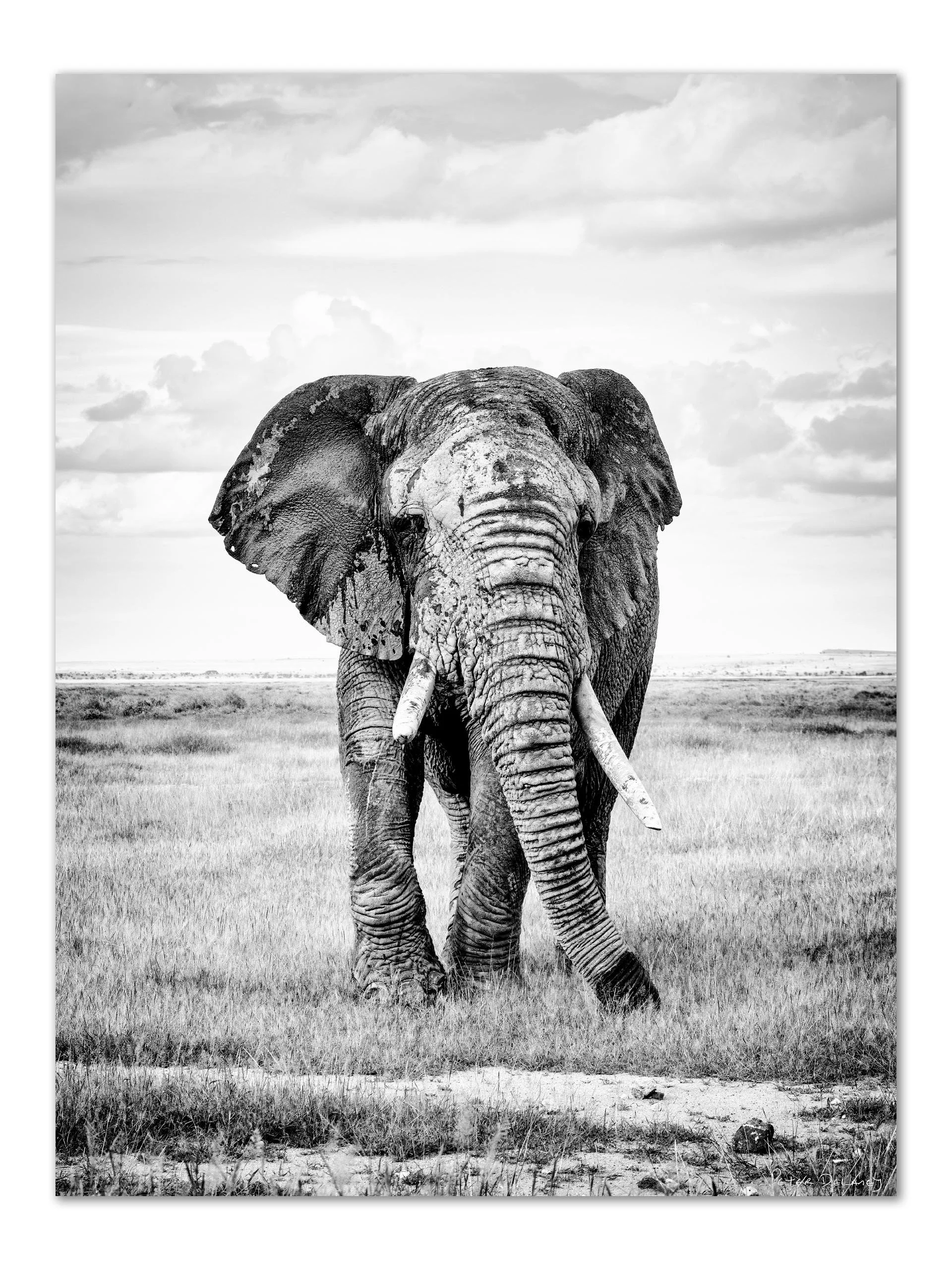 Old Tusker Amboslei Portrait 2025 .jpg