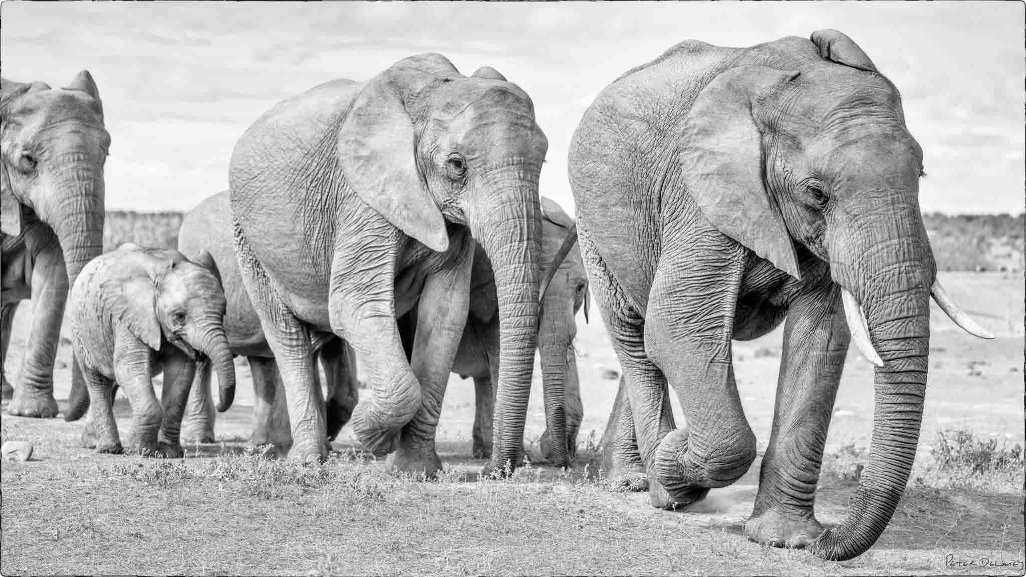 Elephants-The Last Days in the Herd.jpg