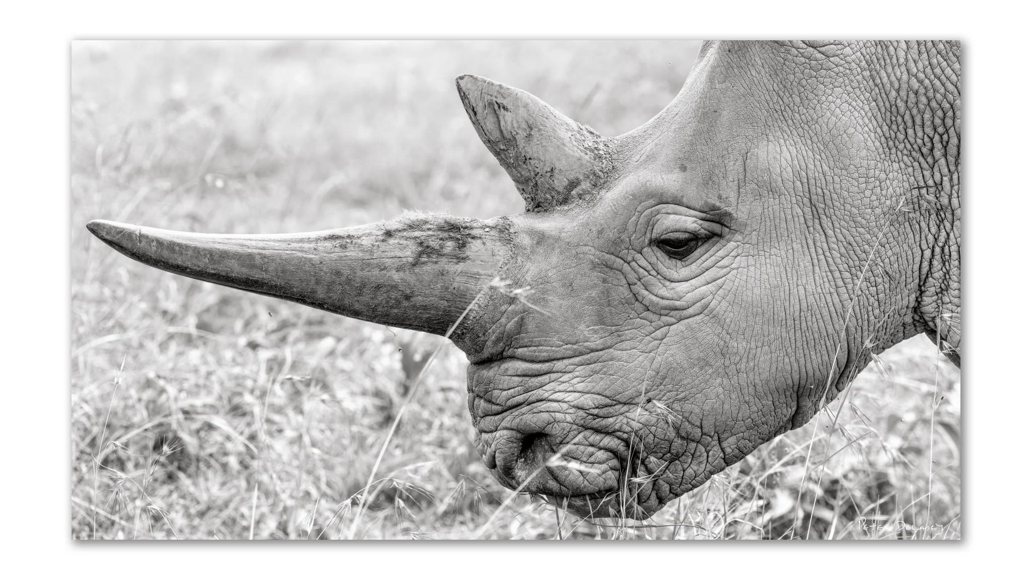Najin | Last Northern White Rhino | Unframed Fine Art Print