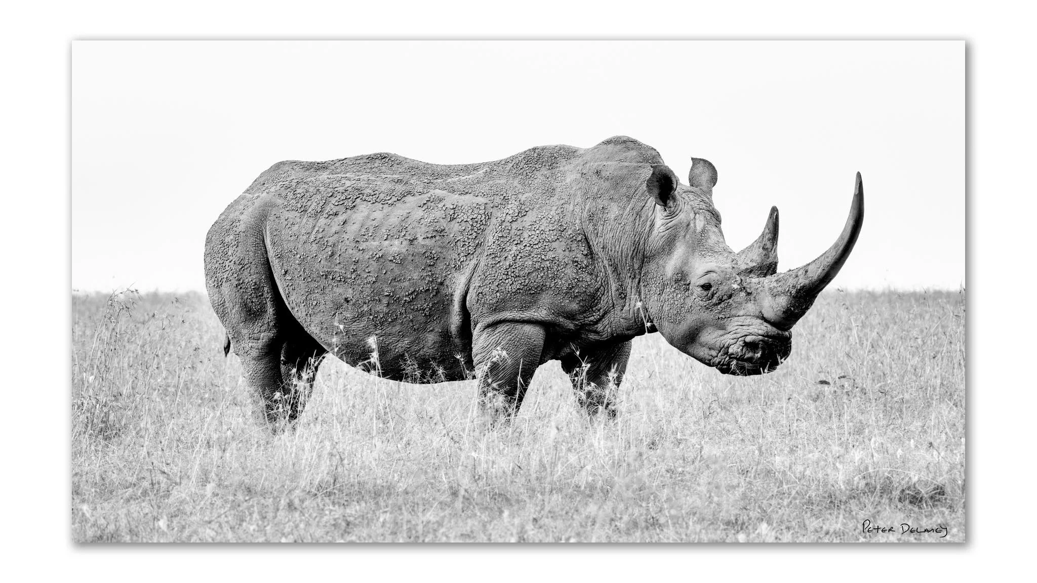 Black and white photograph of a rhinoceros standing in a grassy plain, signature in bottom right corner.