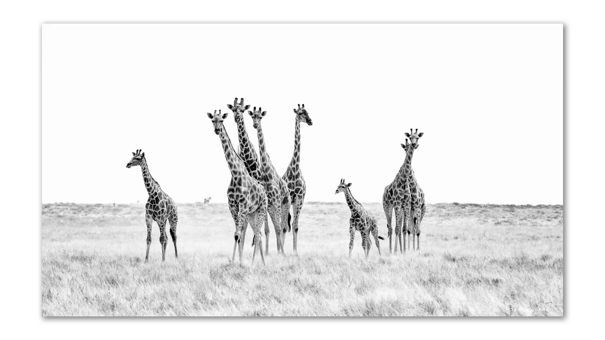 Giraffes-oryx.jpg