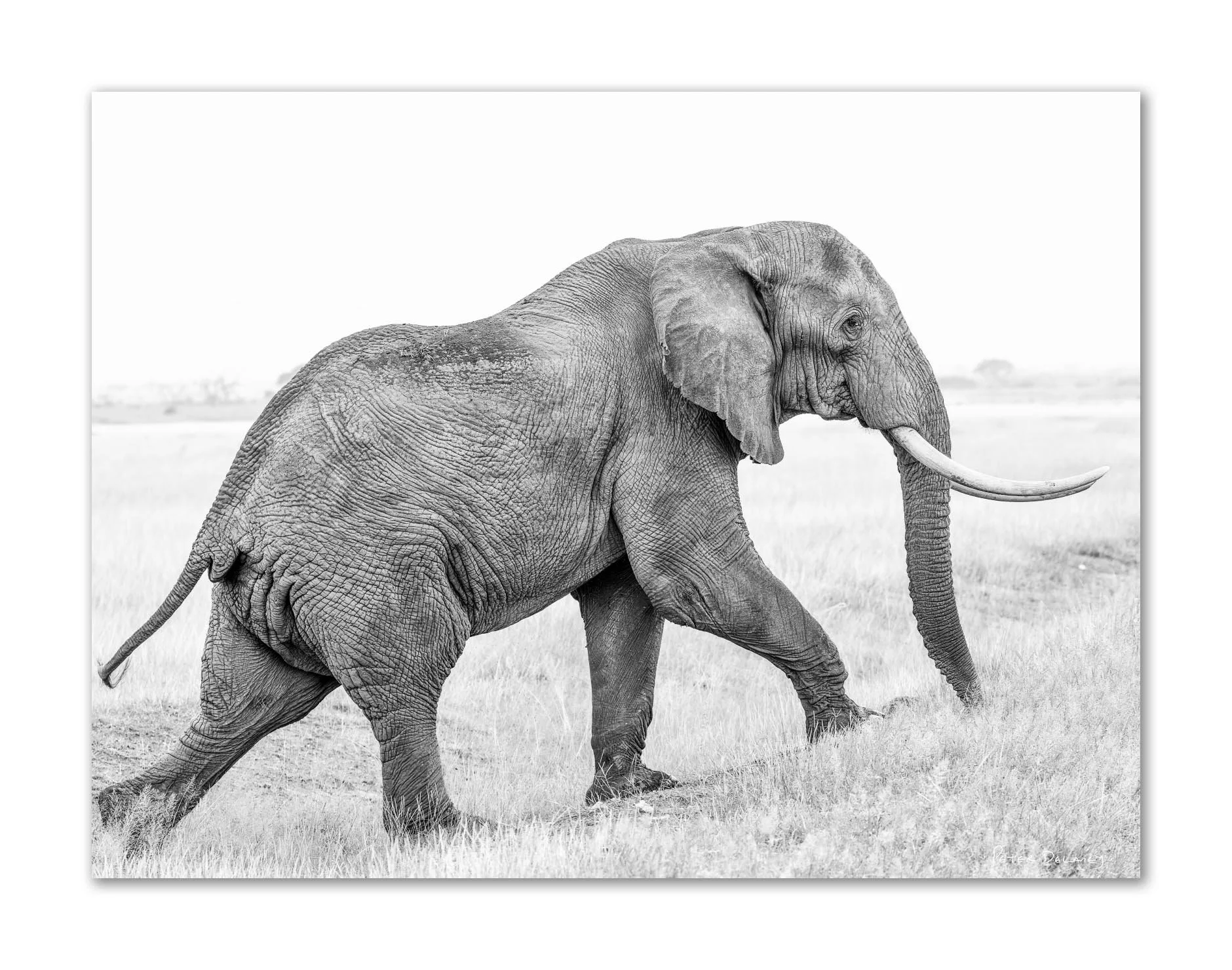 imited edition print in monochrome of young tusker, Amboseli , Kenya