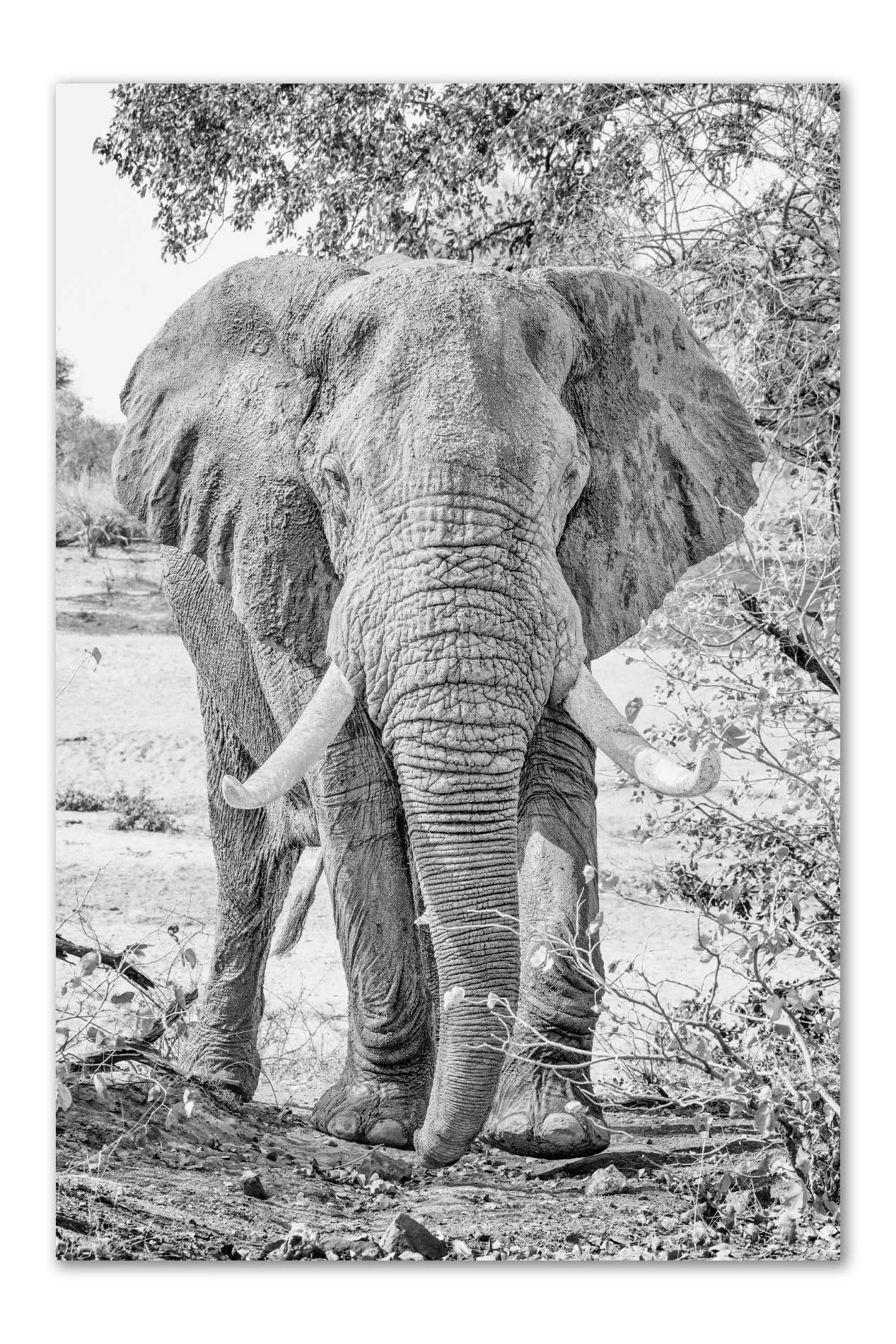 Nkuma elephant tusker black and white fine art print by Peter Delaney