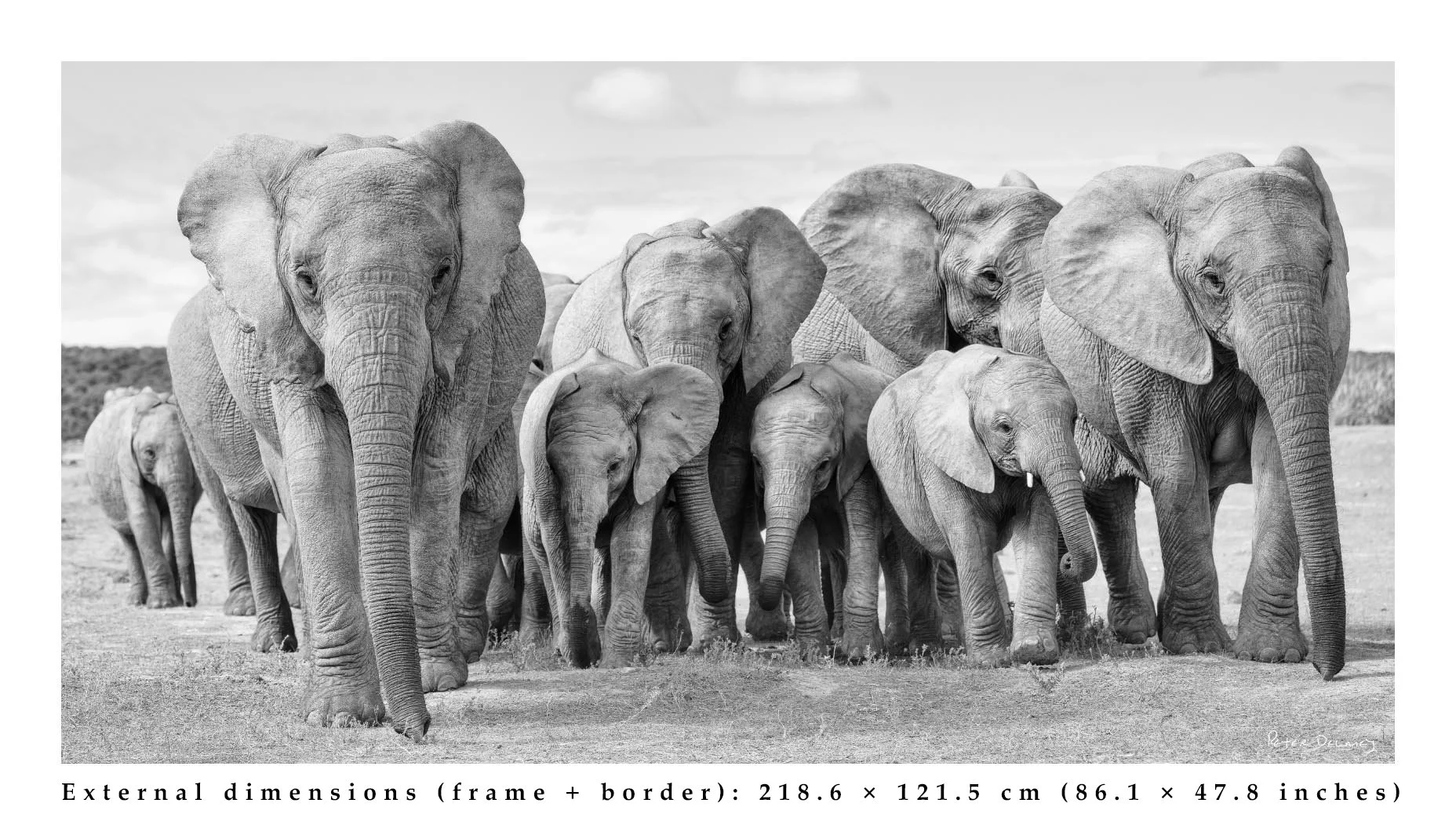 Elephant-Family-Ubuntu-taller-version-1.9-1-diane-2025.jpg