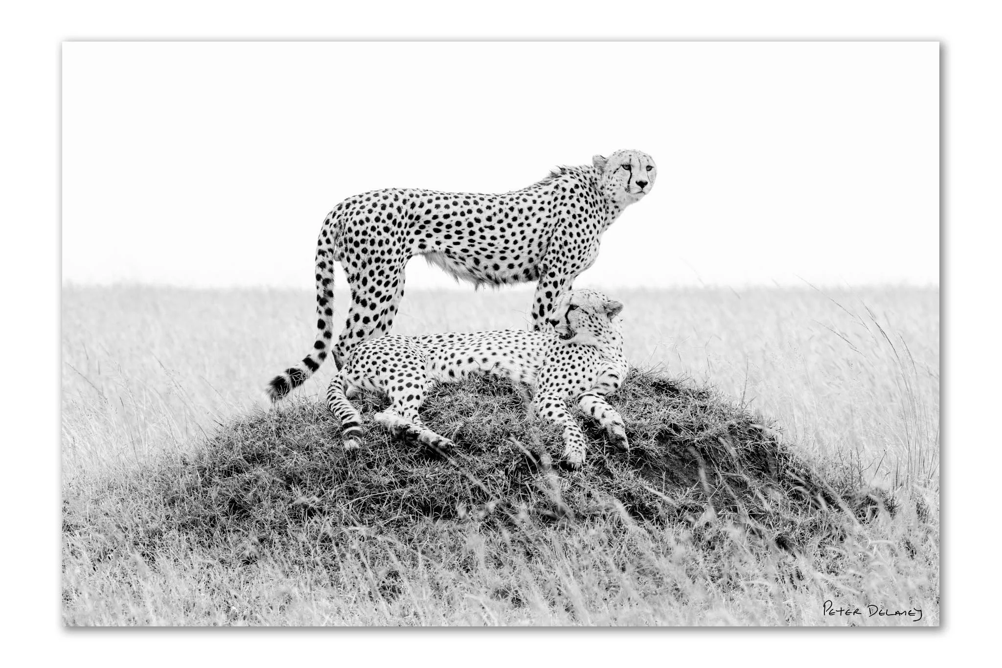 Cheetah Brothers 2026 Final Edit.jpg