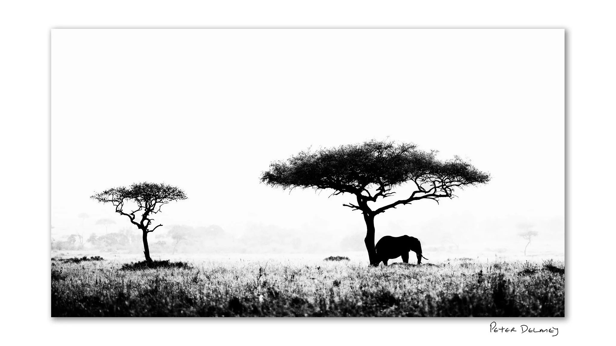 Black and white acrylic print of a solitary bull elephant beneath a camel-thorn tree in the misty Mara North landscape, Kenya