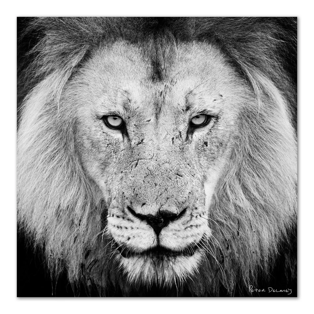 lion photography art