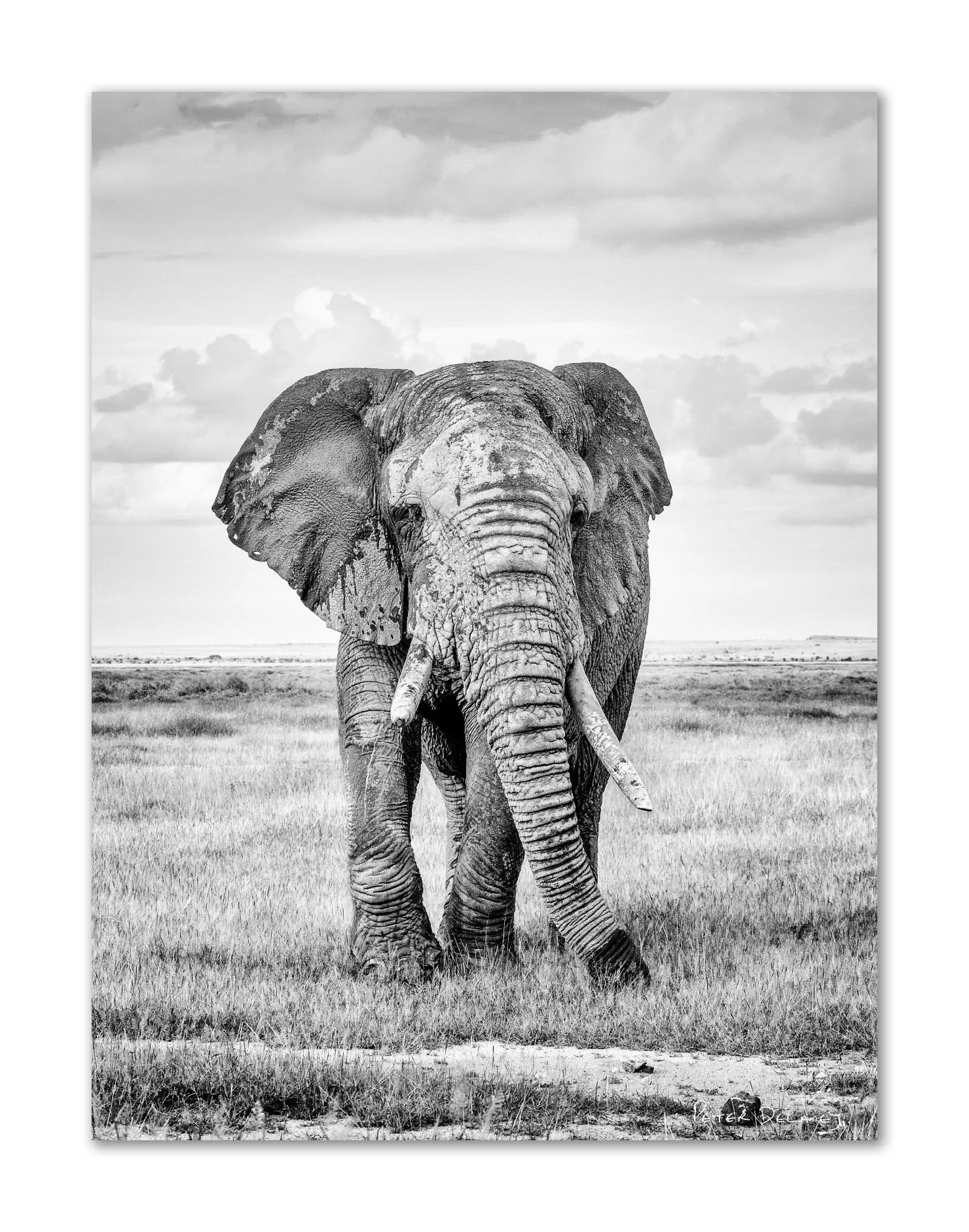 Black and white photo of an elephant walking in an open grassland with clouds in the sky.