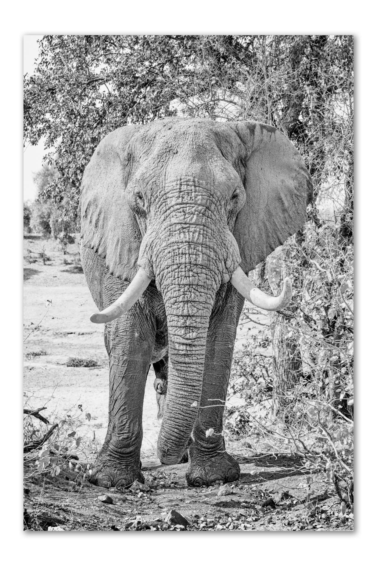 N'wati tusker elephant fine art photography print by Peter Delaney
