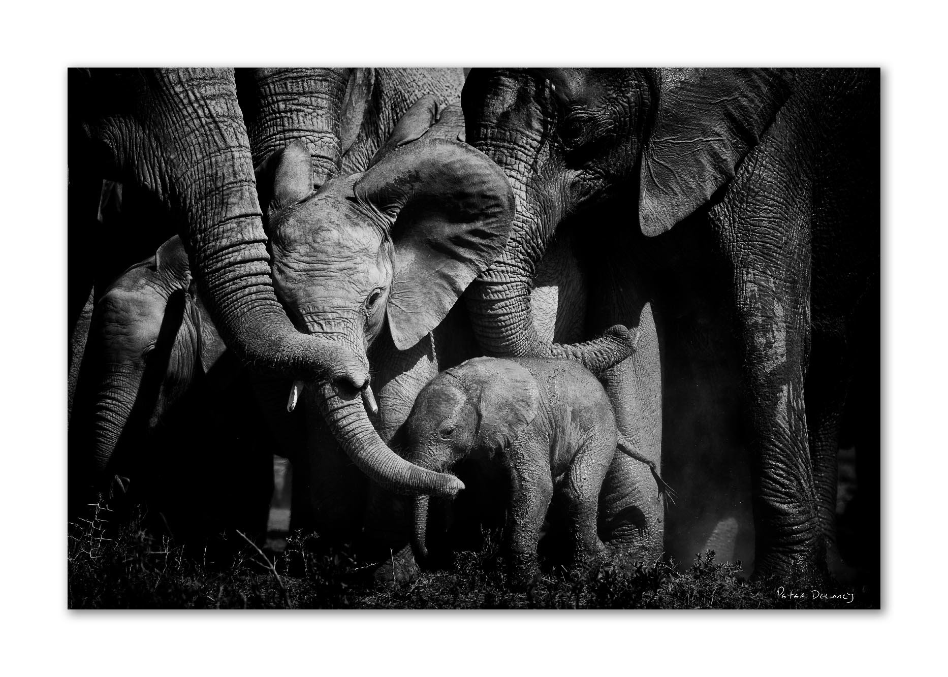 Black and white photograph of a group of elephants, including a baby, standing closely together, with visible textured skin and large ears.