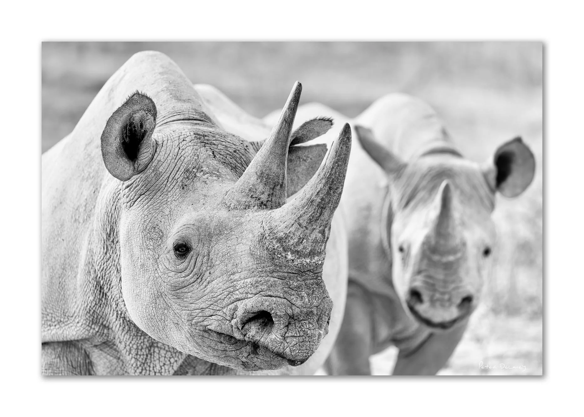 Black and white photo of two rhinoceroses, one in front and one in the background, outdoors.