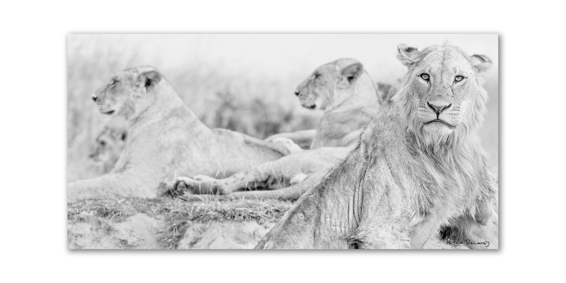 Black and white fine art print of a young male lion rising from the dust at sunset, his powerful frame and direct gaze creating an intense connection with the viewer — Peter Delaney wildlife photography