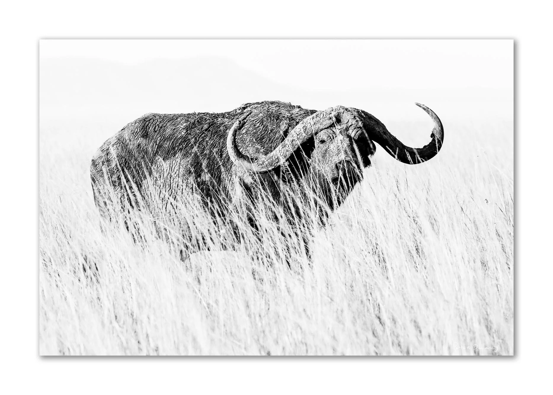 A black and white photograph of an African buffalo walking through tall grass with mountains in the background.