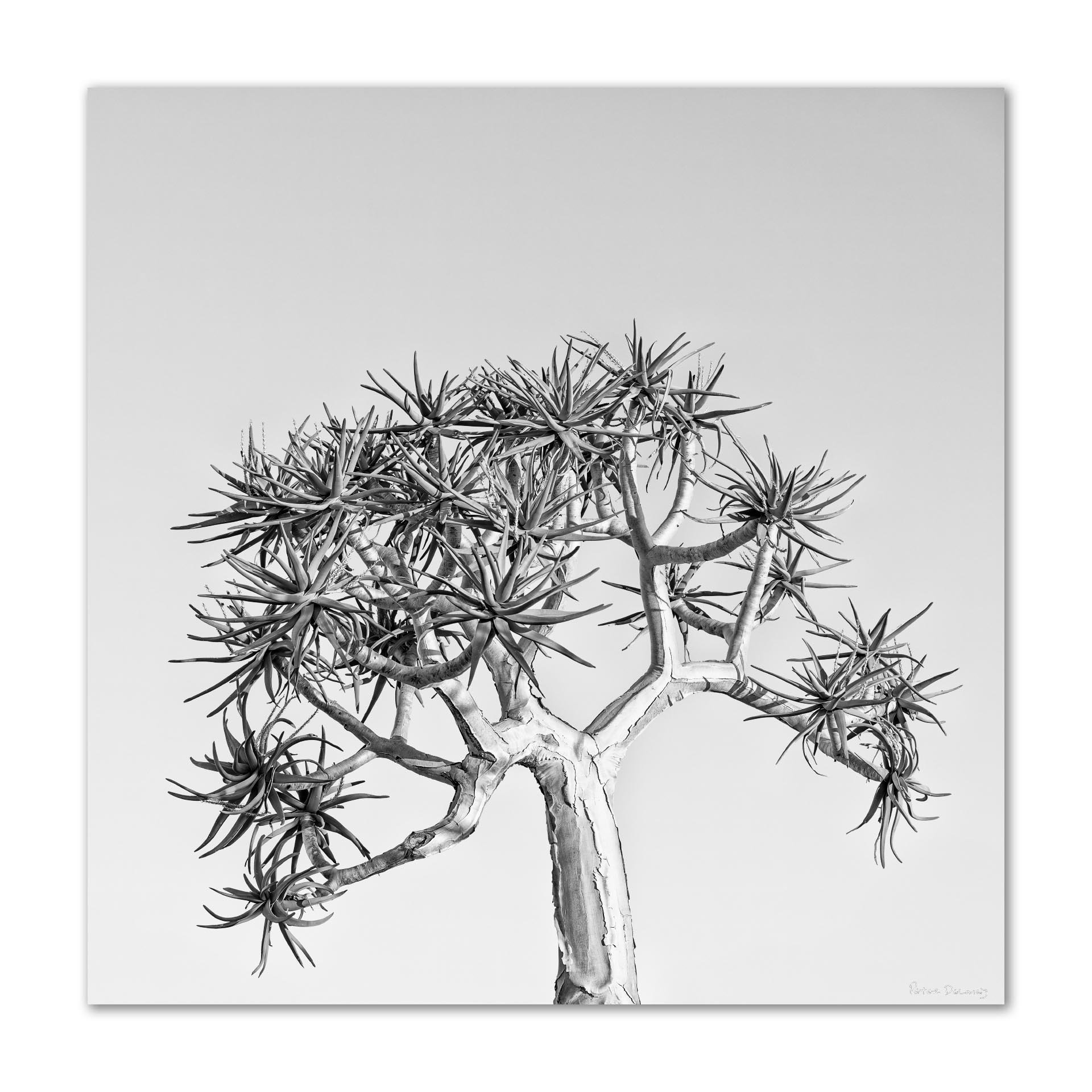 Black and white photograph of a leafless, twisted tree with spiky, succulent-like leaves against a plain, light background.