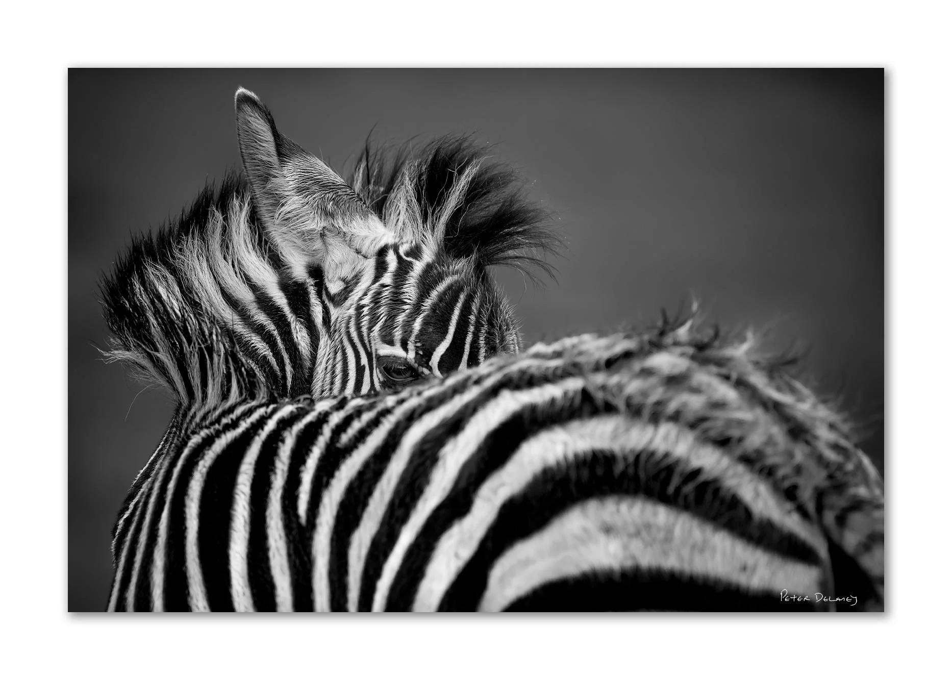 Close-up black and white photograph of a zebra's head and back, with one eye visible, showing its striped fur and mane