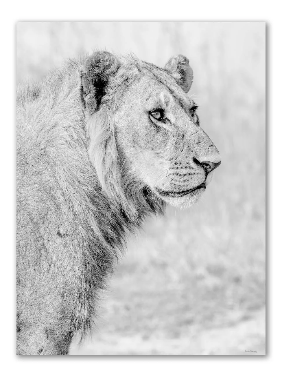 Black and white vertical fine art portrait of Kijani, a young male lion with emerging dark mane and fresh scars, standing watch while his pride sleeps — Peter Delaney wildlife photography