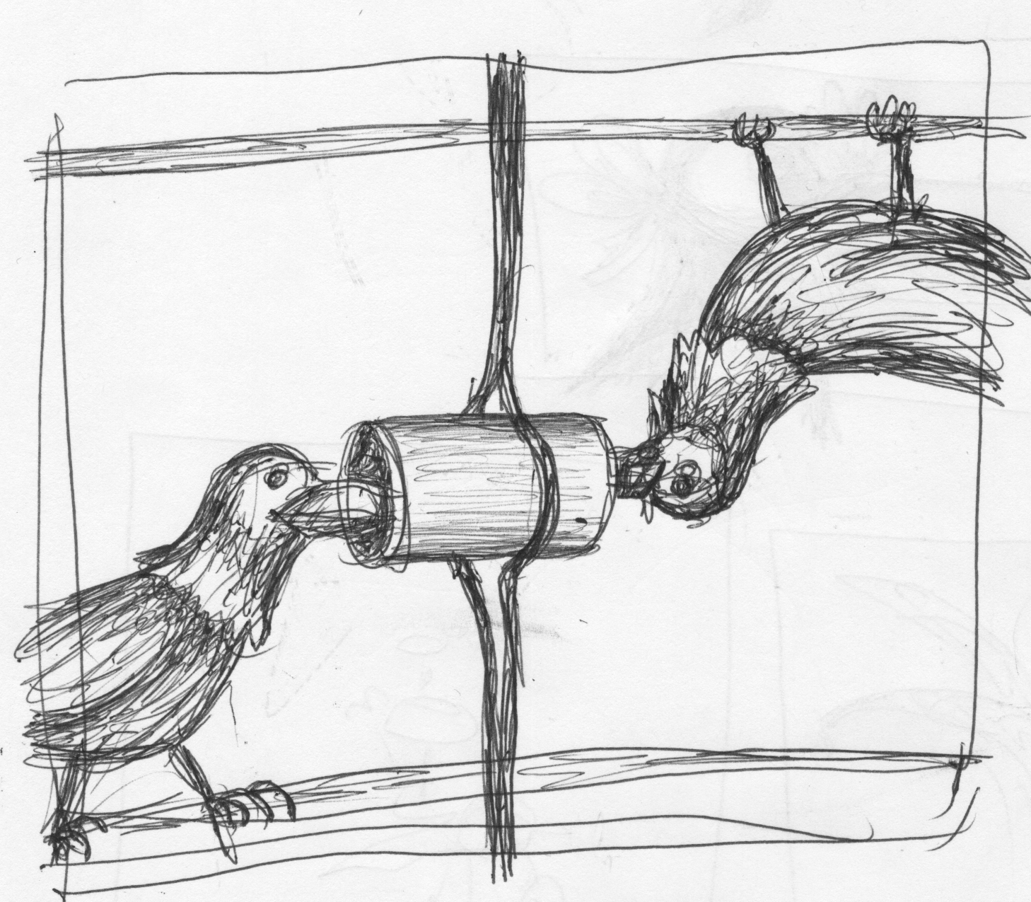 Communicating crows deftly defy gravity.