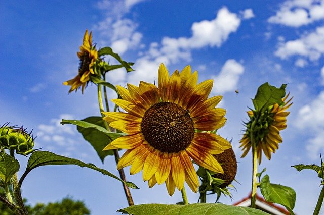 Sunflowers Kansas.jpg