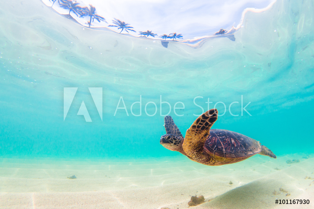 AdobeStock_101167930_WM.jpeg