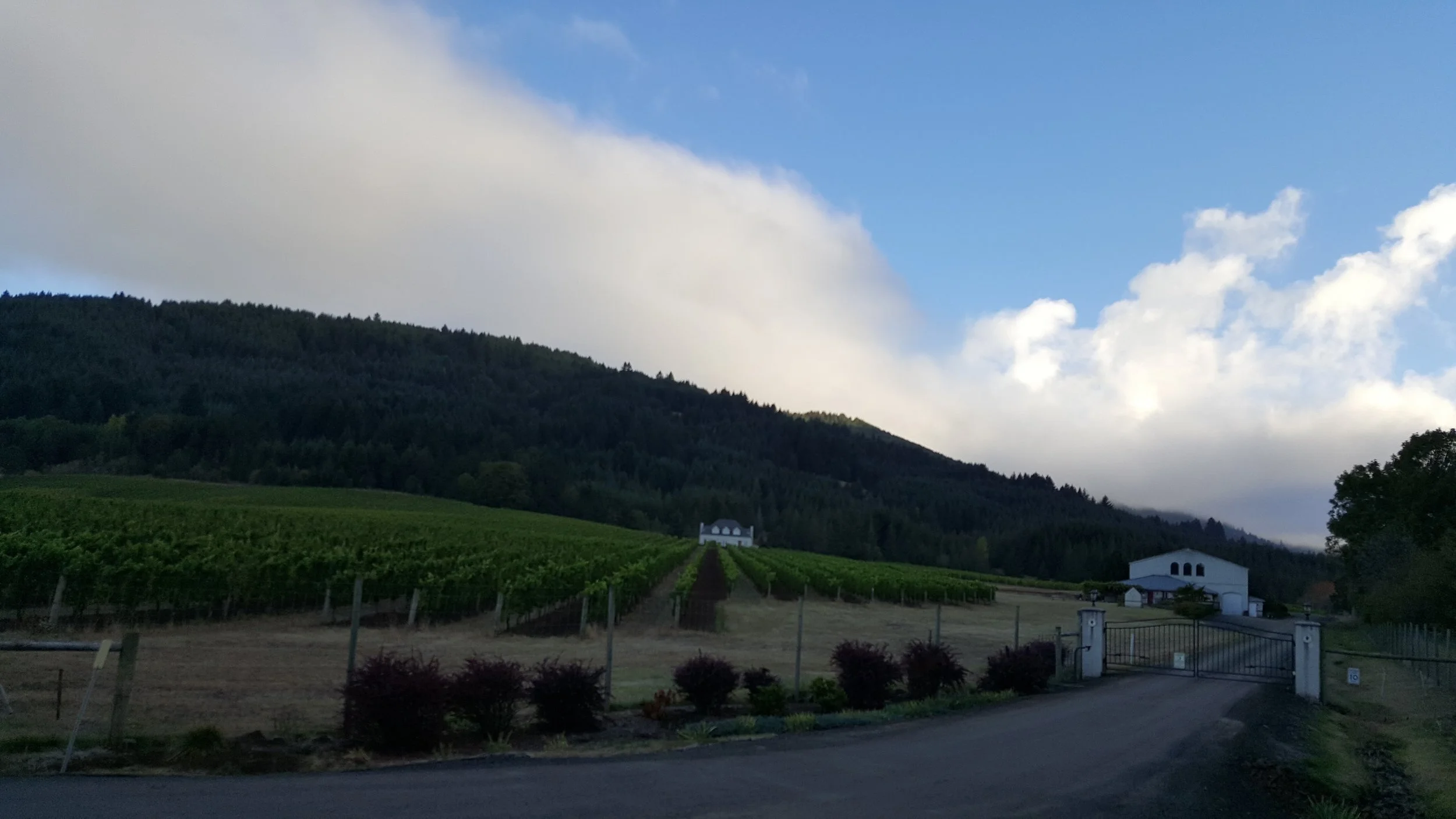 Vineyard sighting