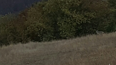 Coyote siting on my Run- there were 3 of these guys, but I was only quick enough to snap one of them with my phone