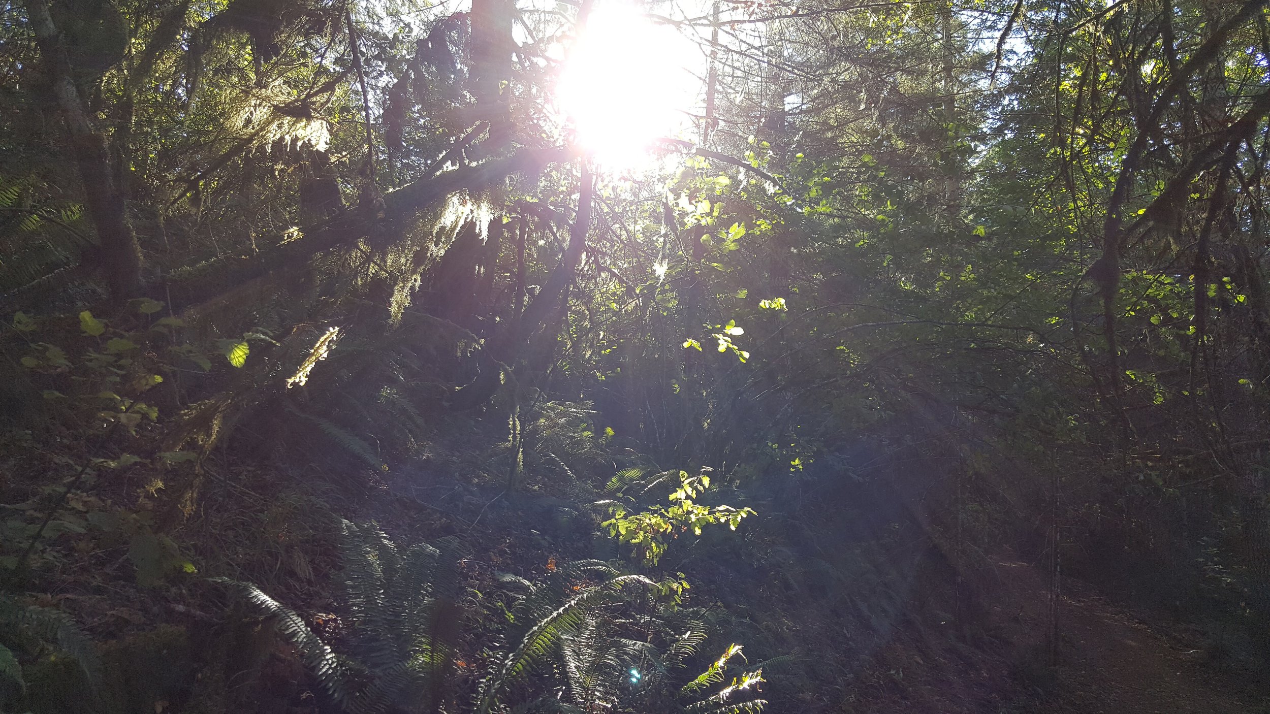 Light pouring into the forest