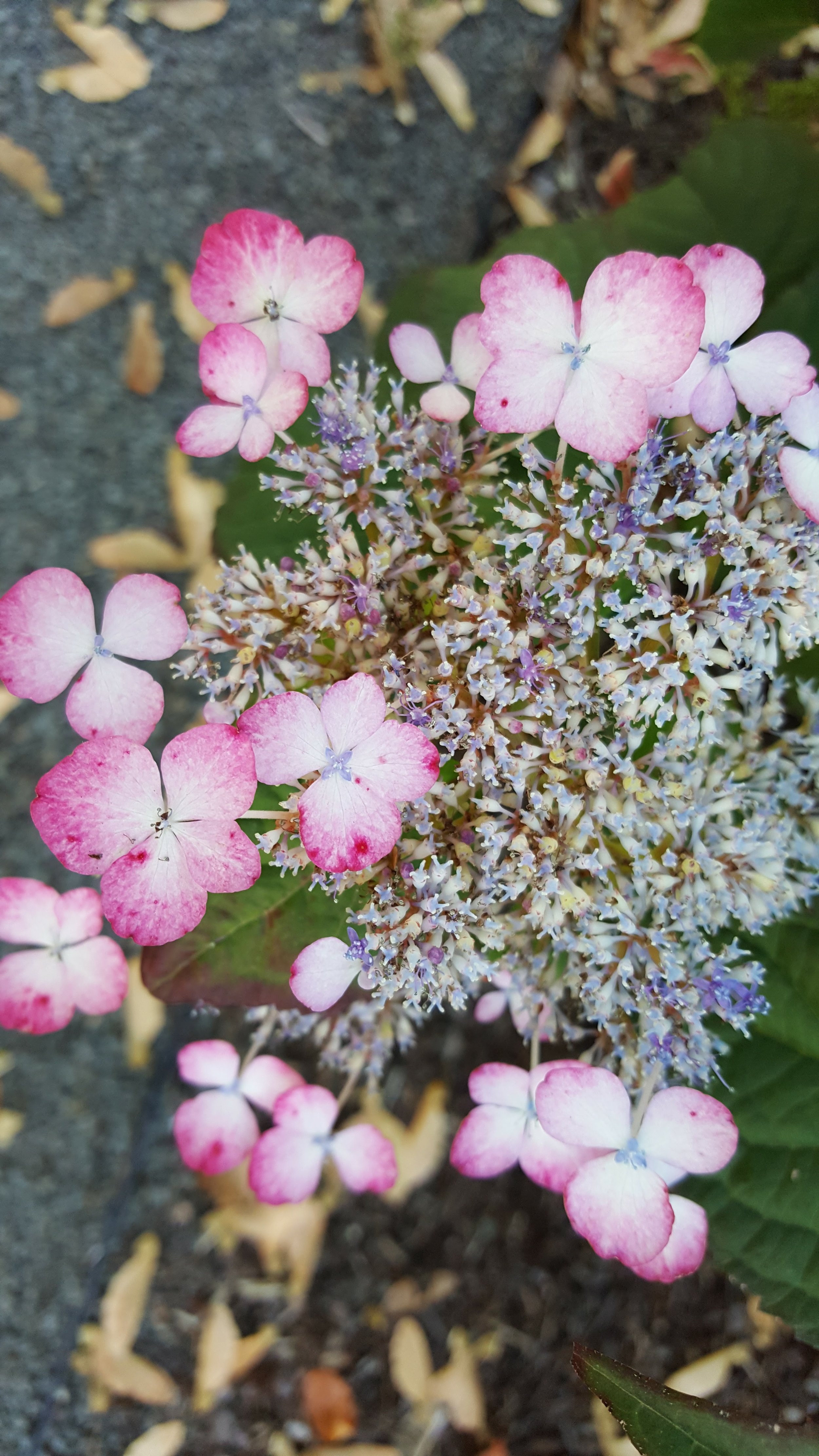 Beautiful Gardens