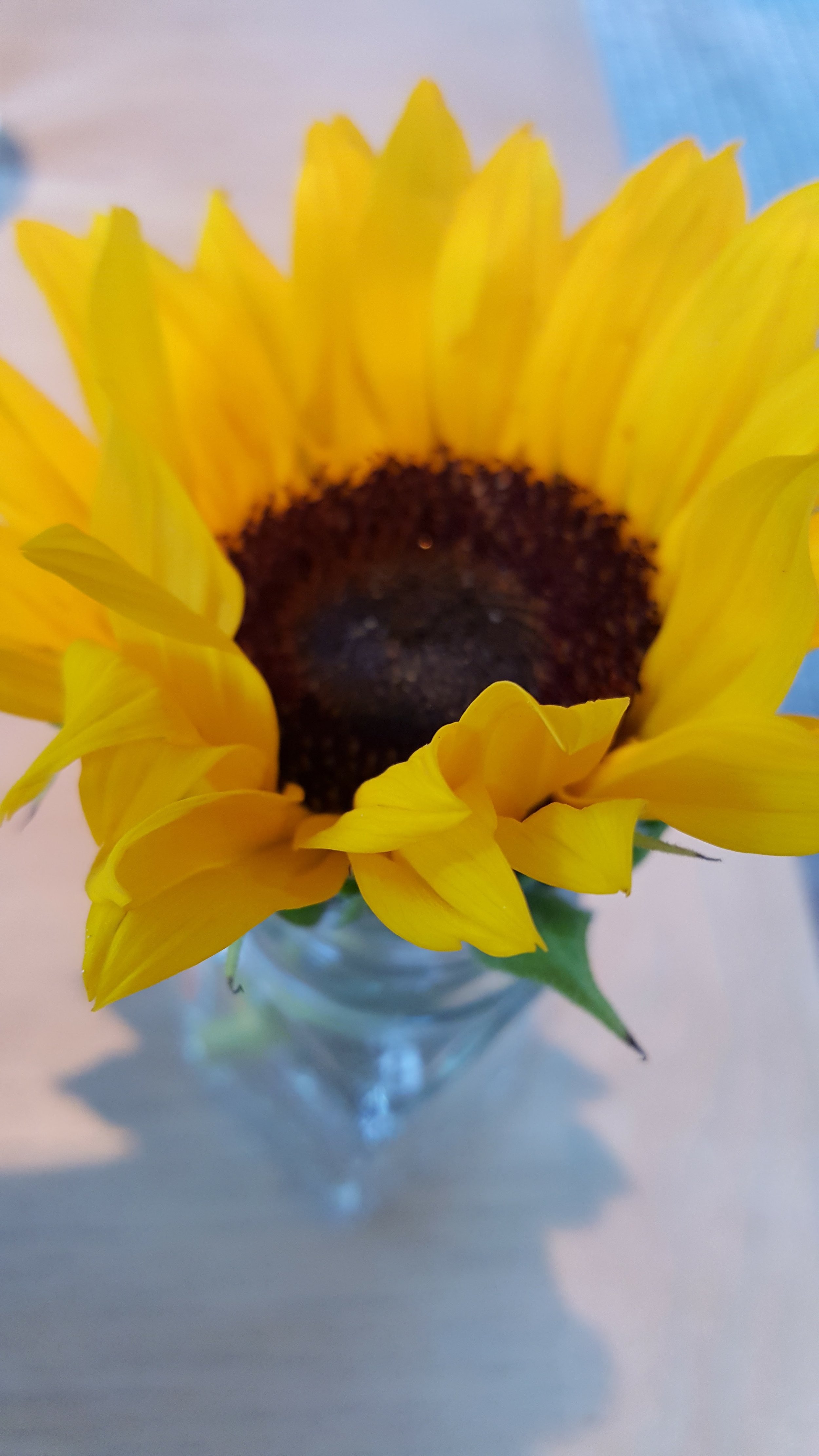 Taking time to enjoy the beauty of a simple flower