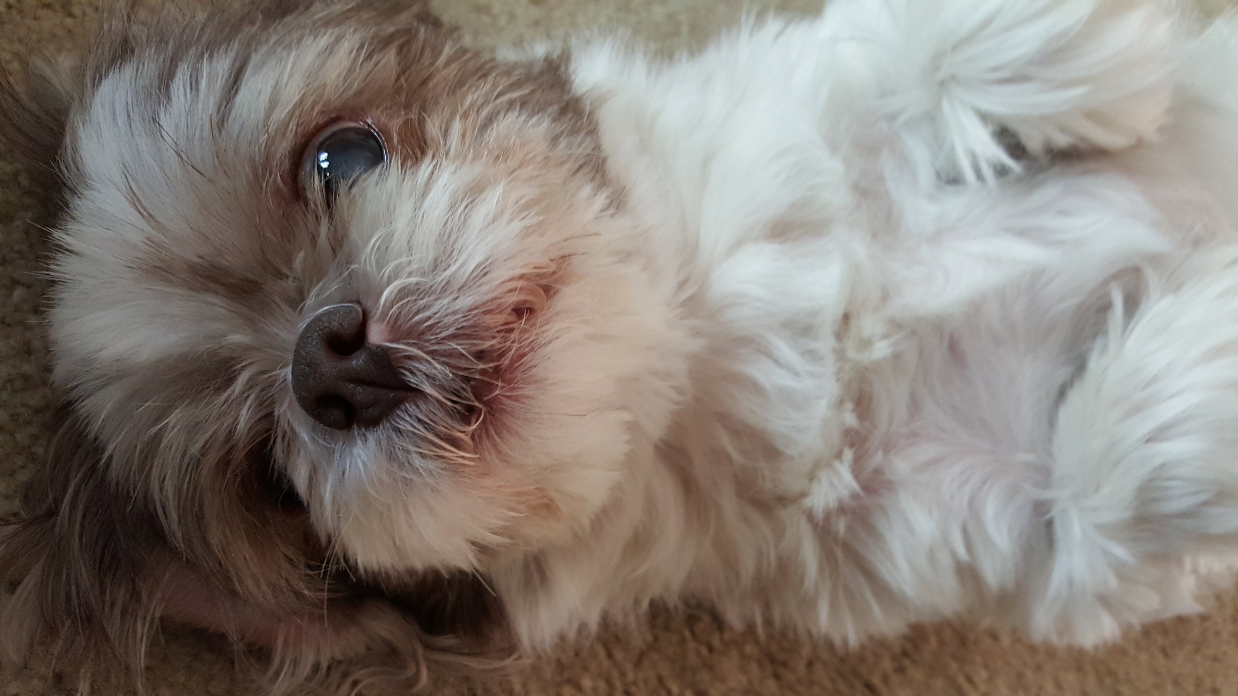 Home in time to give my 13 year old shih tzu - Coco Chanel- plenty of belly rubs