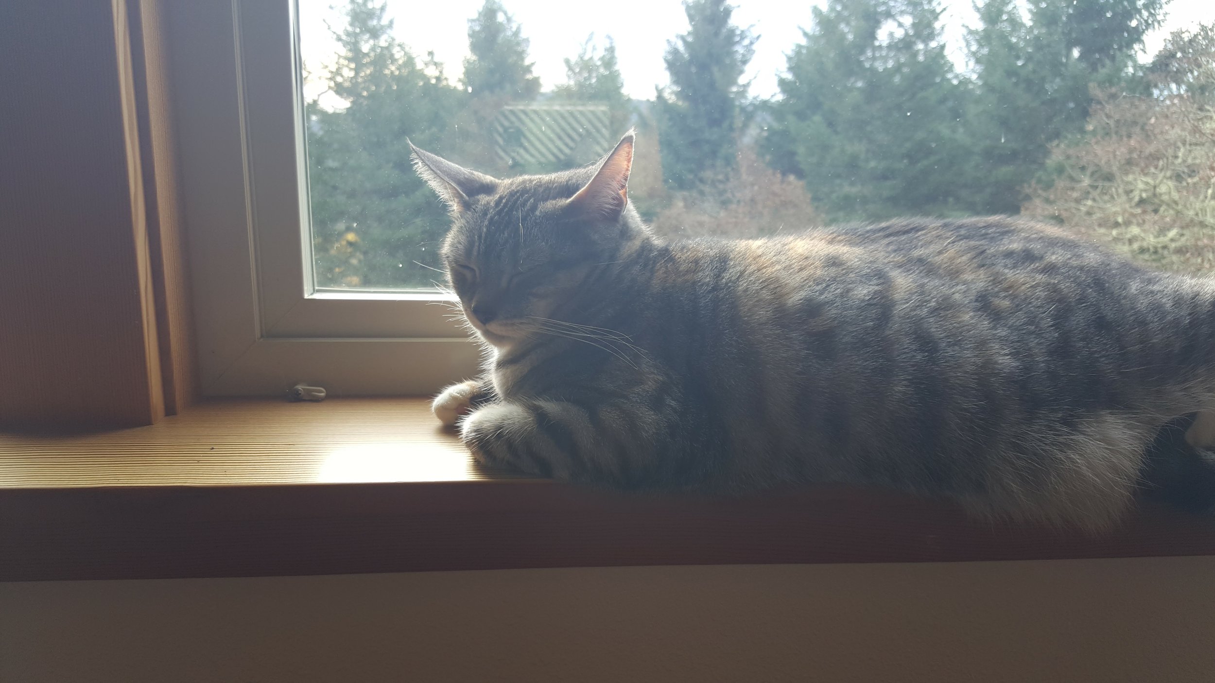 The Lazy days of being a well loved cat