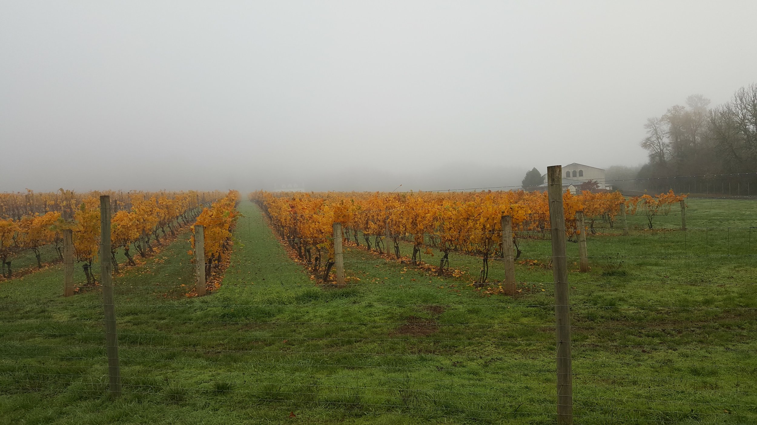 Foggy mist at the base of the mountain - Cardwell Hill Cellars winery