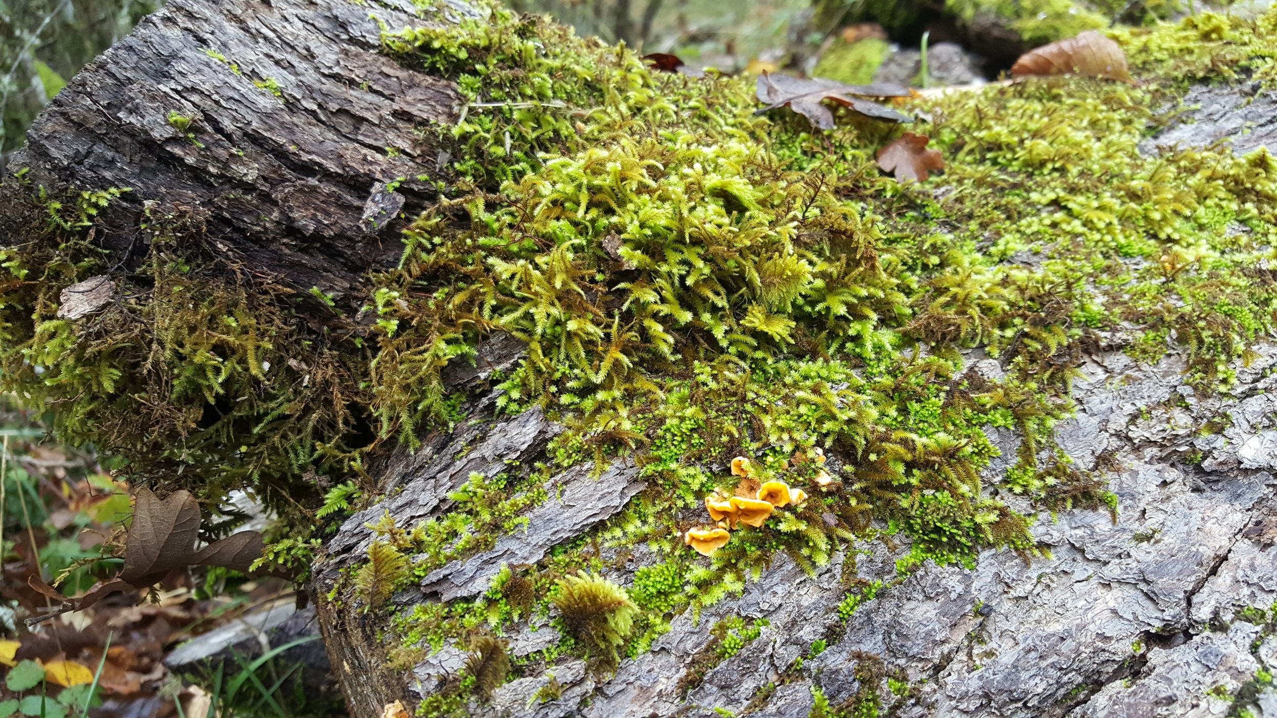 Moss on wood bark