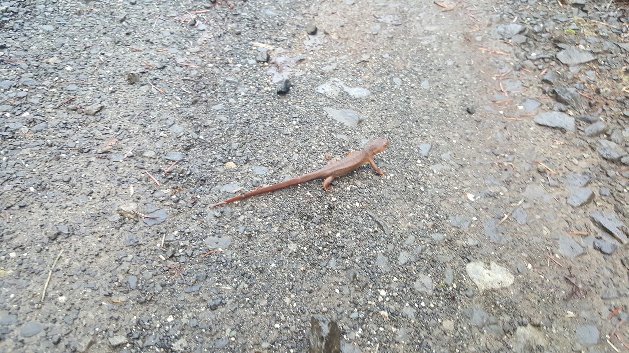 almost stepped on this little guy too!