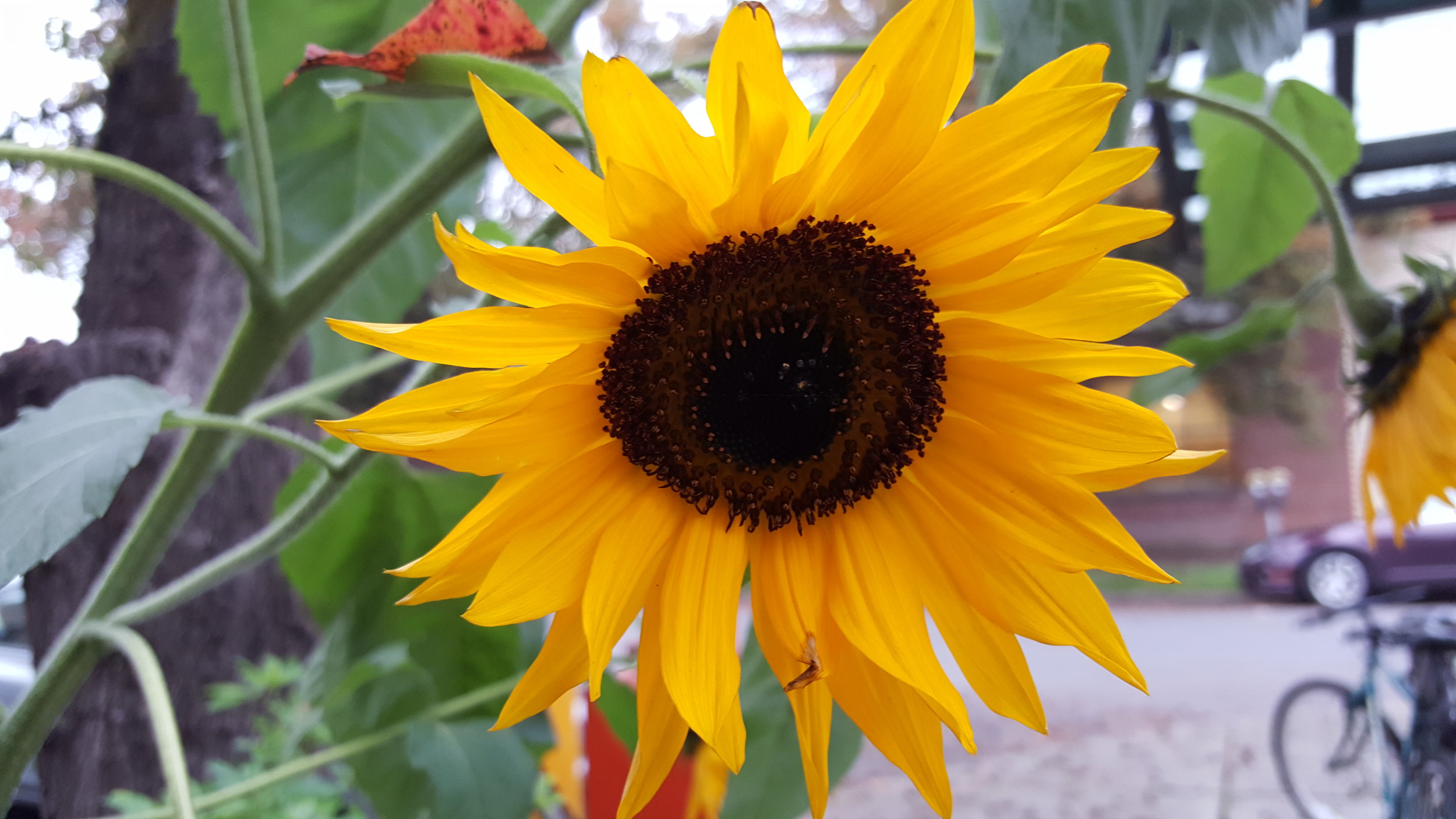 Sunflower