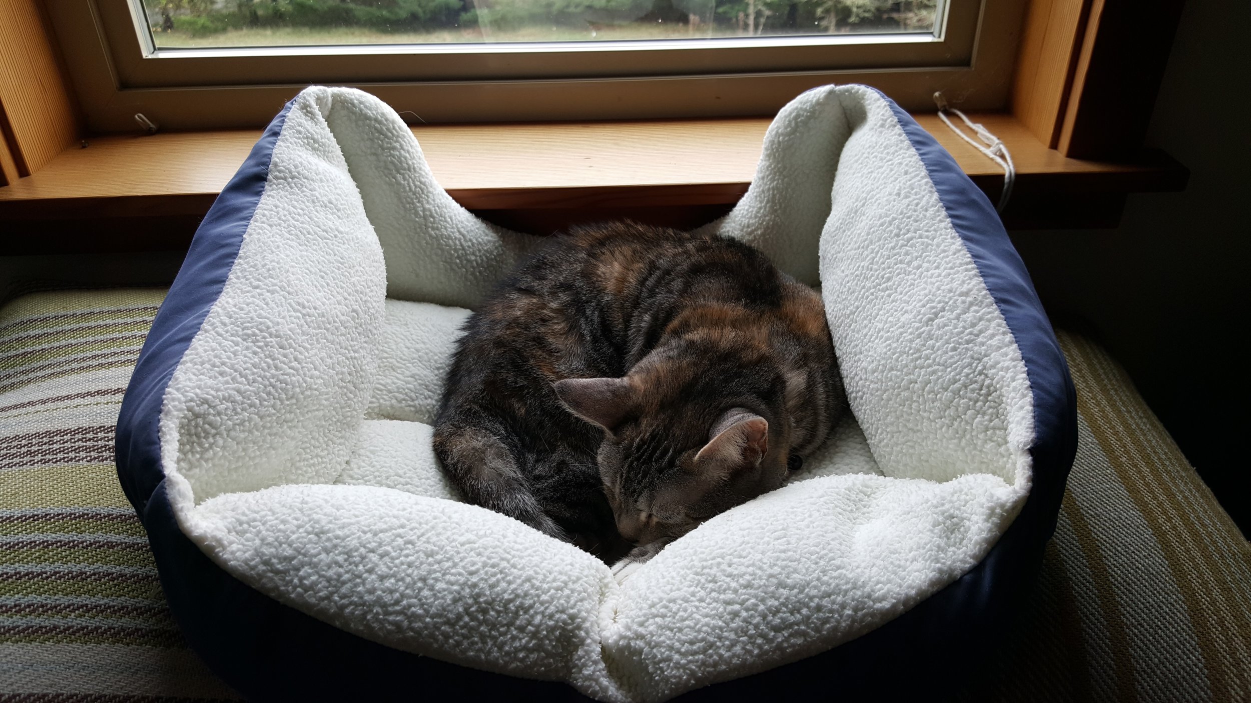 Belle relaxing in her new home