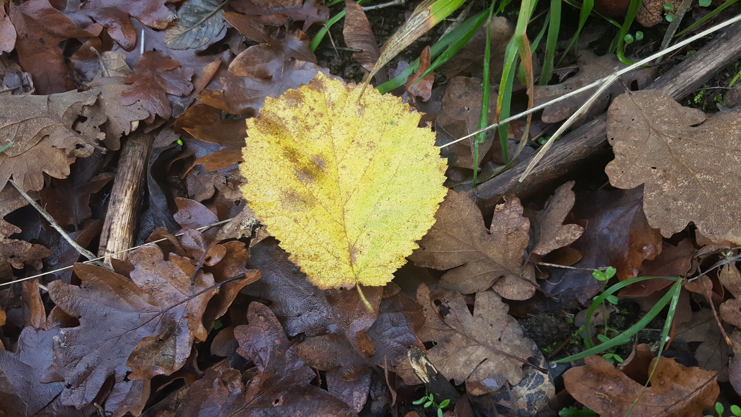 colorful leaf - being different is okay